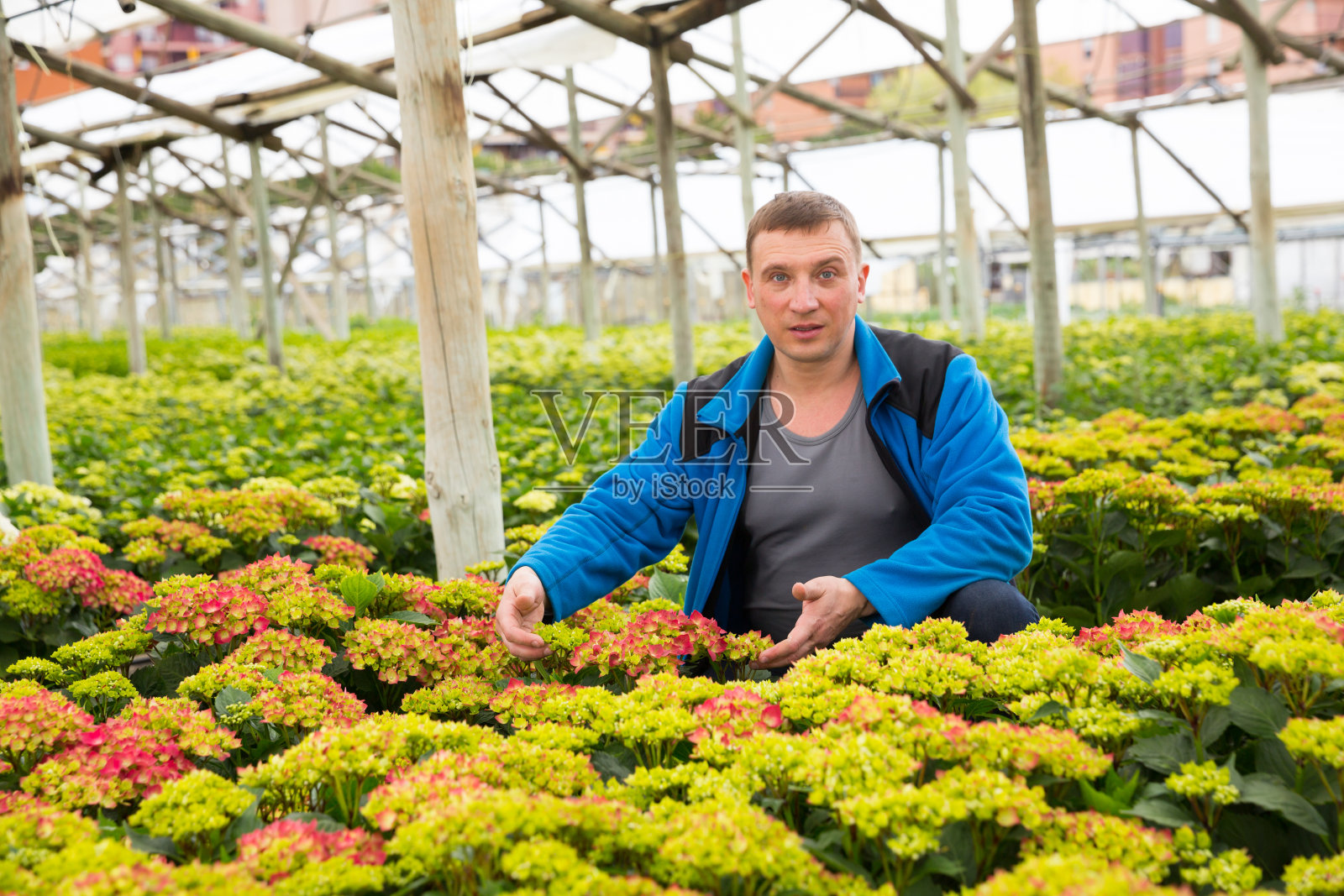 园丁与绣球花植物工作照片摄影图片