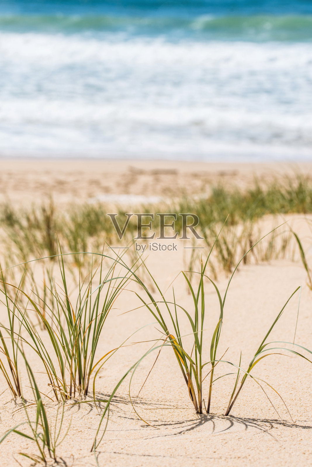 海滩上的海草特写照片摄影图片