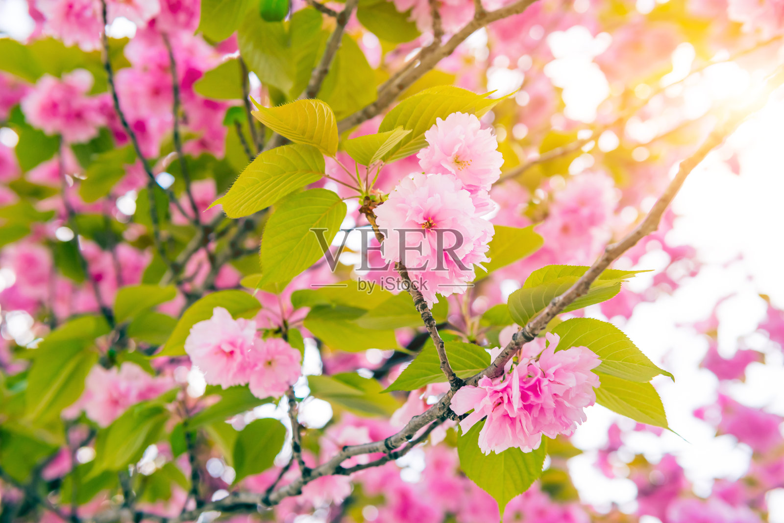 日本的樱花。春天，花园里盛开的樱花。照片摄影图片