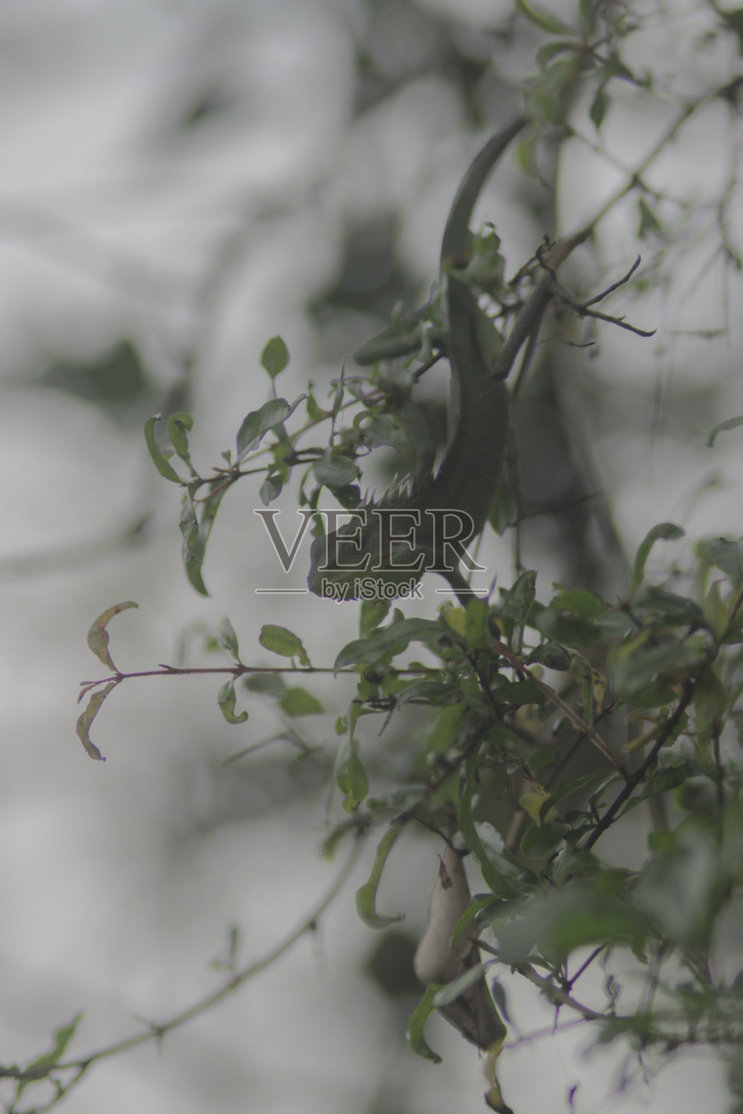 绿色蜥蜴背景壁纸库存照片。朱巴塔蜥，俗称鬃毛森林蜥蜴。照片摄影图片