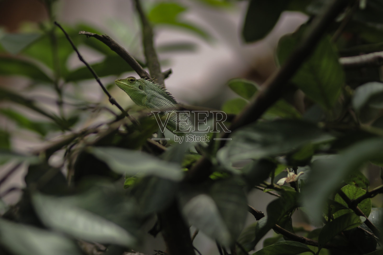 绿蜥蜴背景壁纸库存照片。毛蜥，俗称有鬃毛的森林蜥蜴。照片摄影图片