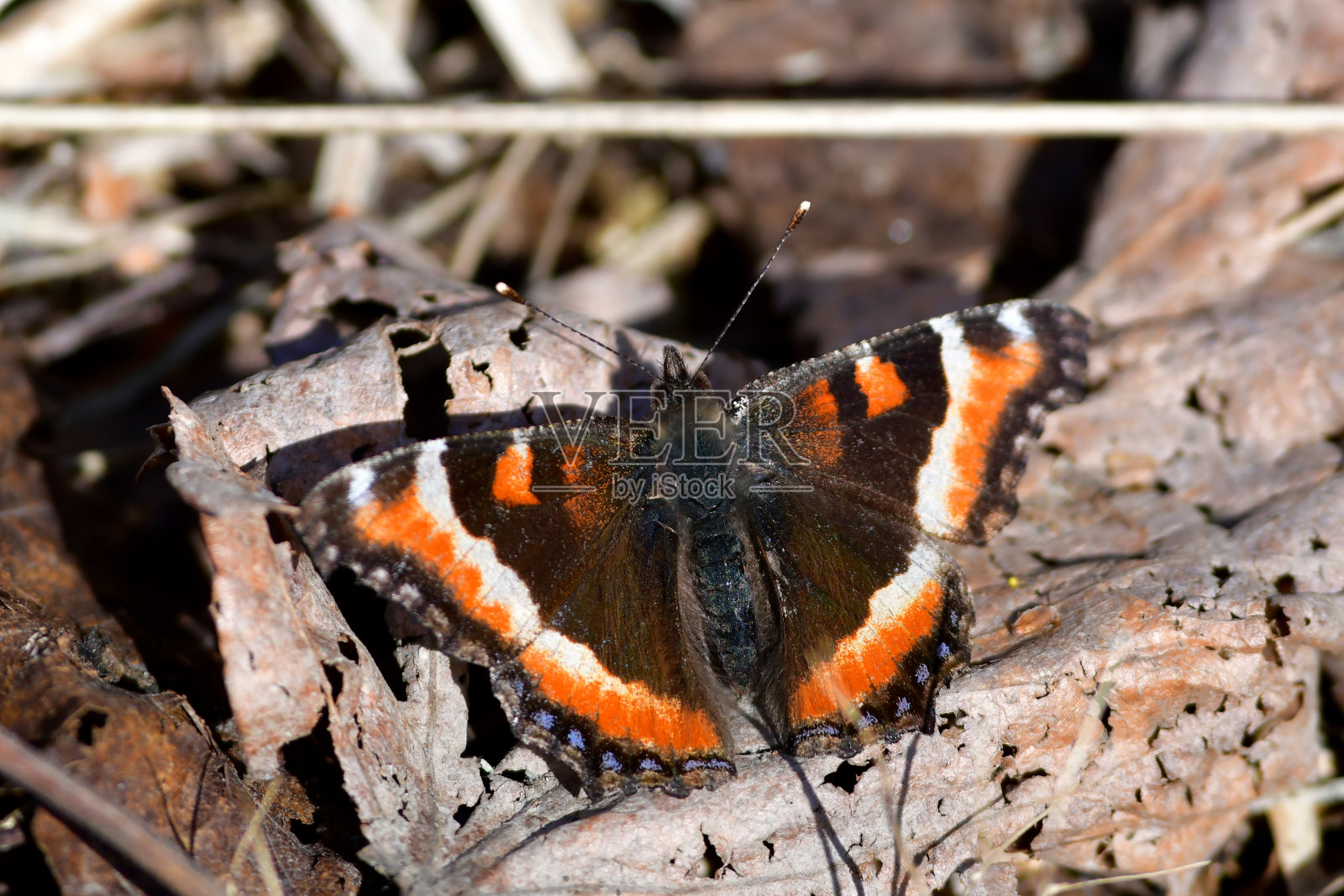 蝴蝶的美丽照片摄影图片