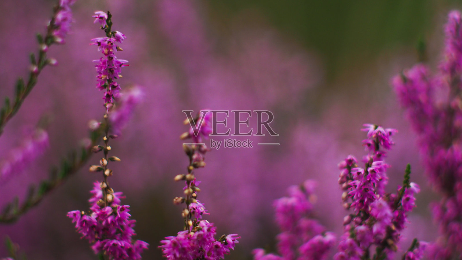 有粉红色花瓣的石南花照片摄影图片