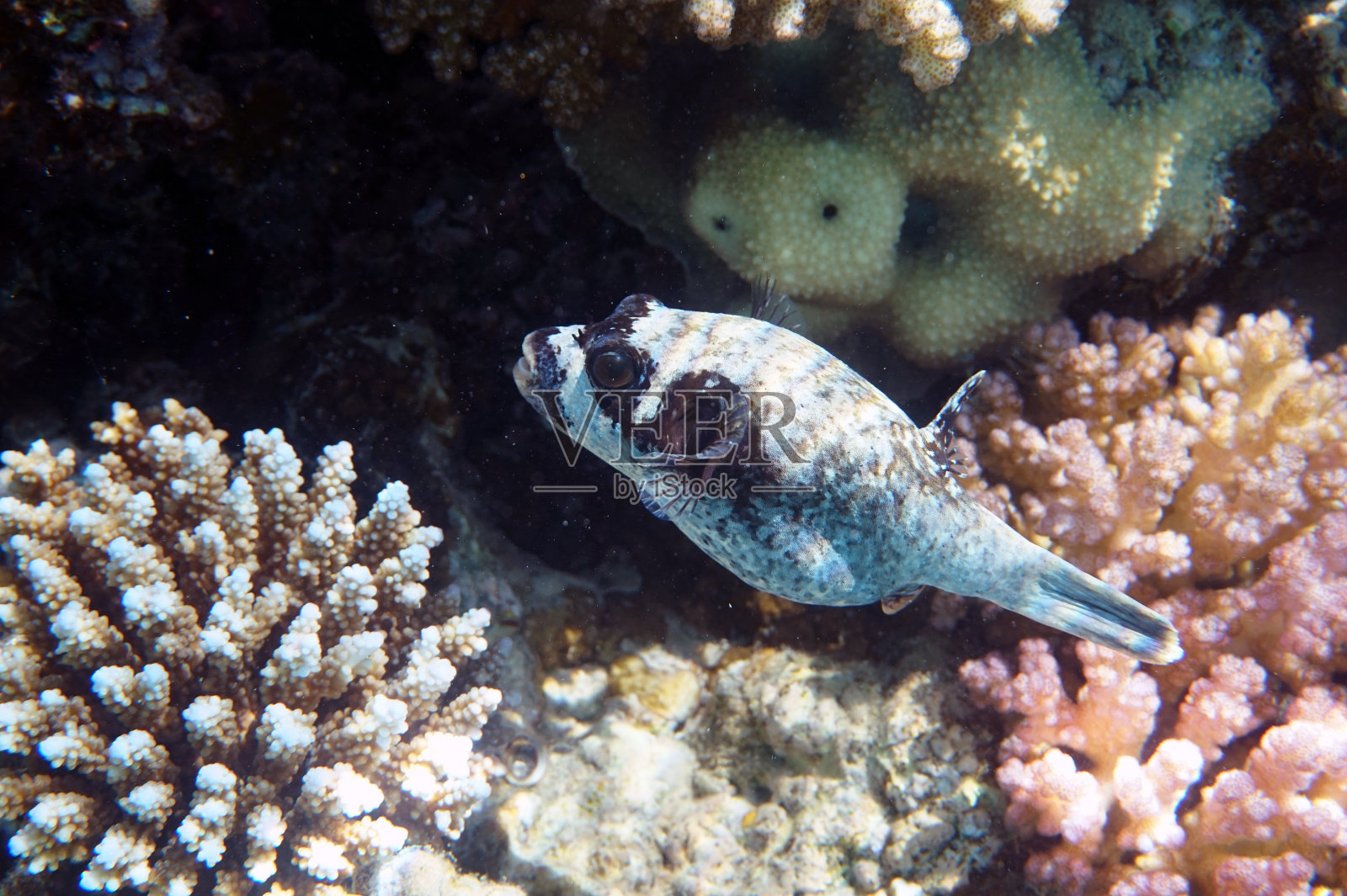 产于红海的蒙面河豚照片摄影图片