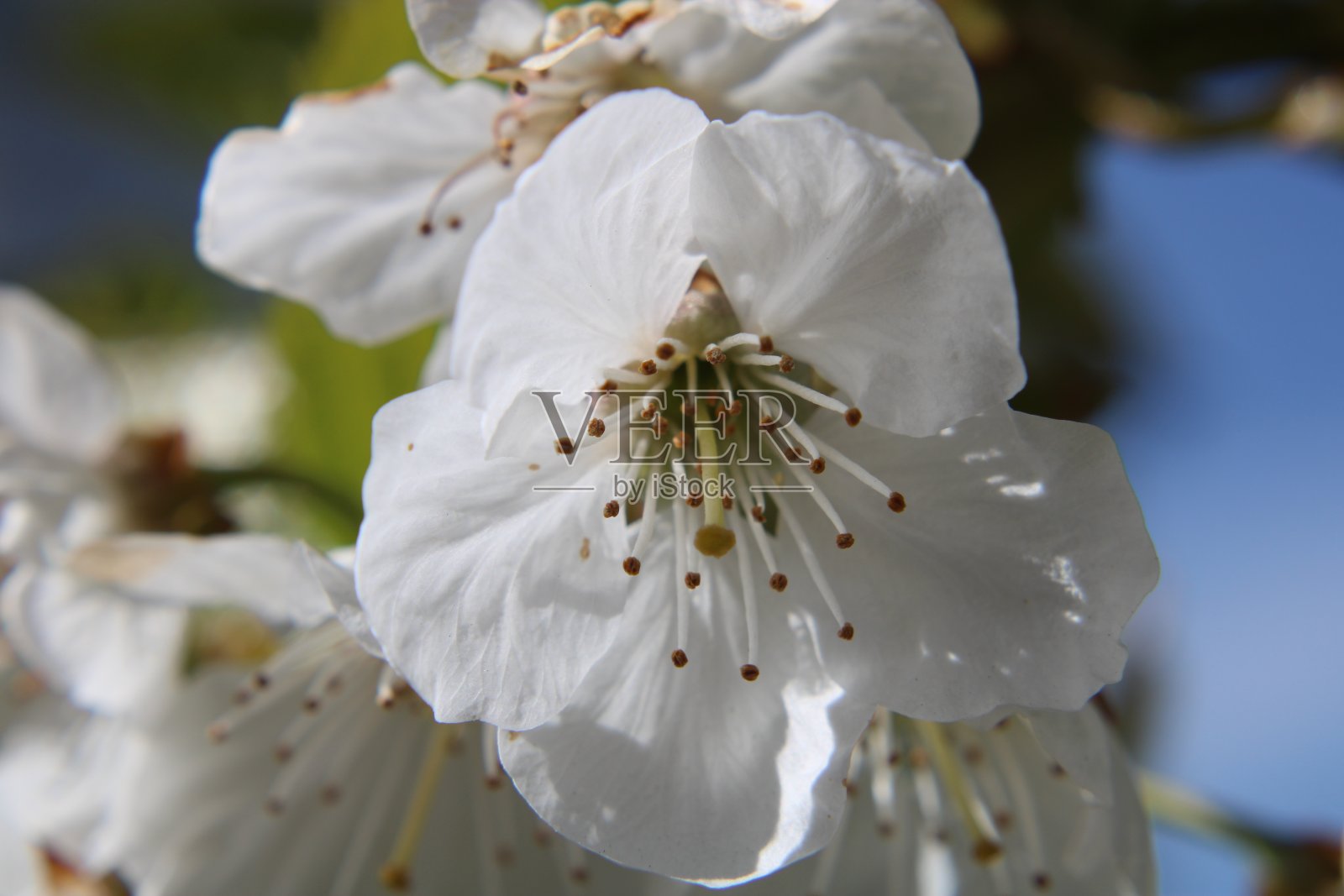 隐藏的美丽照片摄影图片