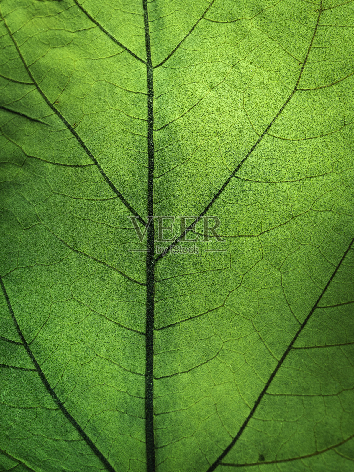 绿叶有叶脉，特写。清新的绿色生活背景。照片摄影图片