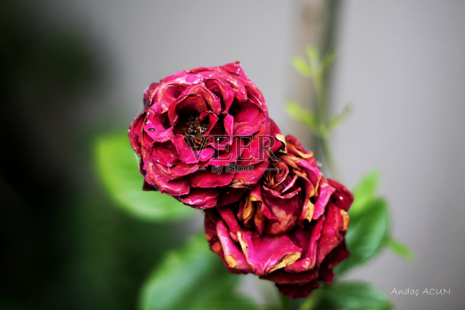 美丽的玫瑰照片摄影图片