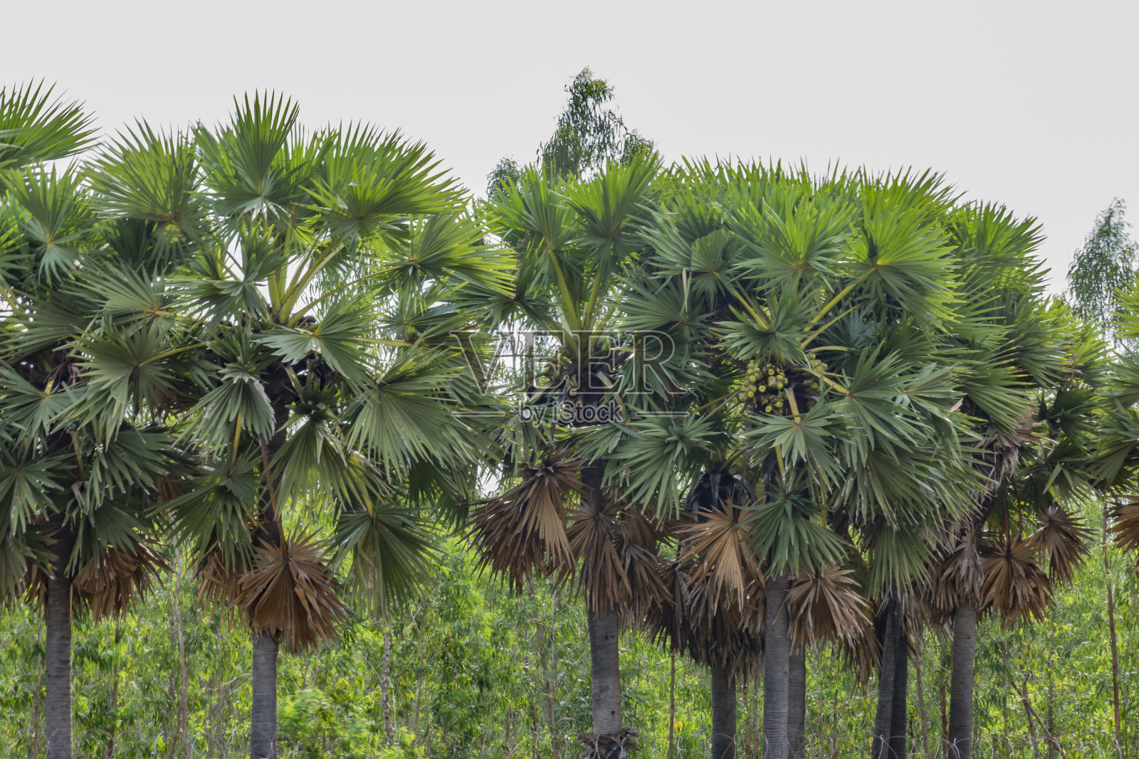 海滩附近的花园里有很多棕榈树，看起来很漂亮照片摄影图片