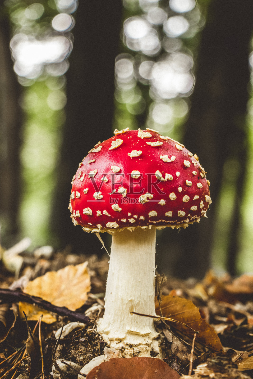 飞上garic (Amanita muscaria)照片摄影图片