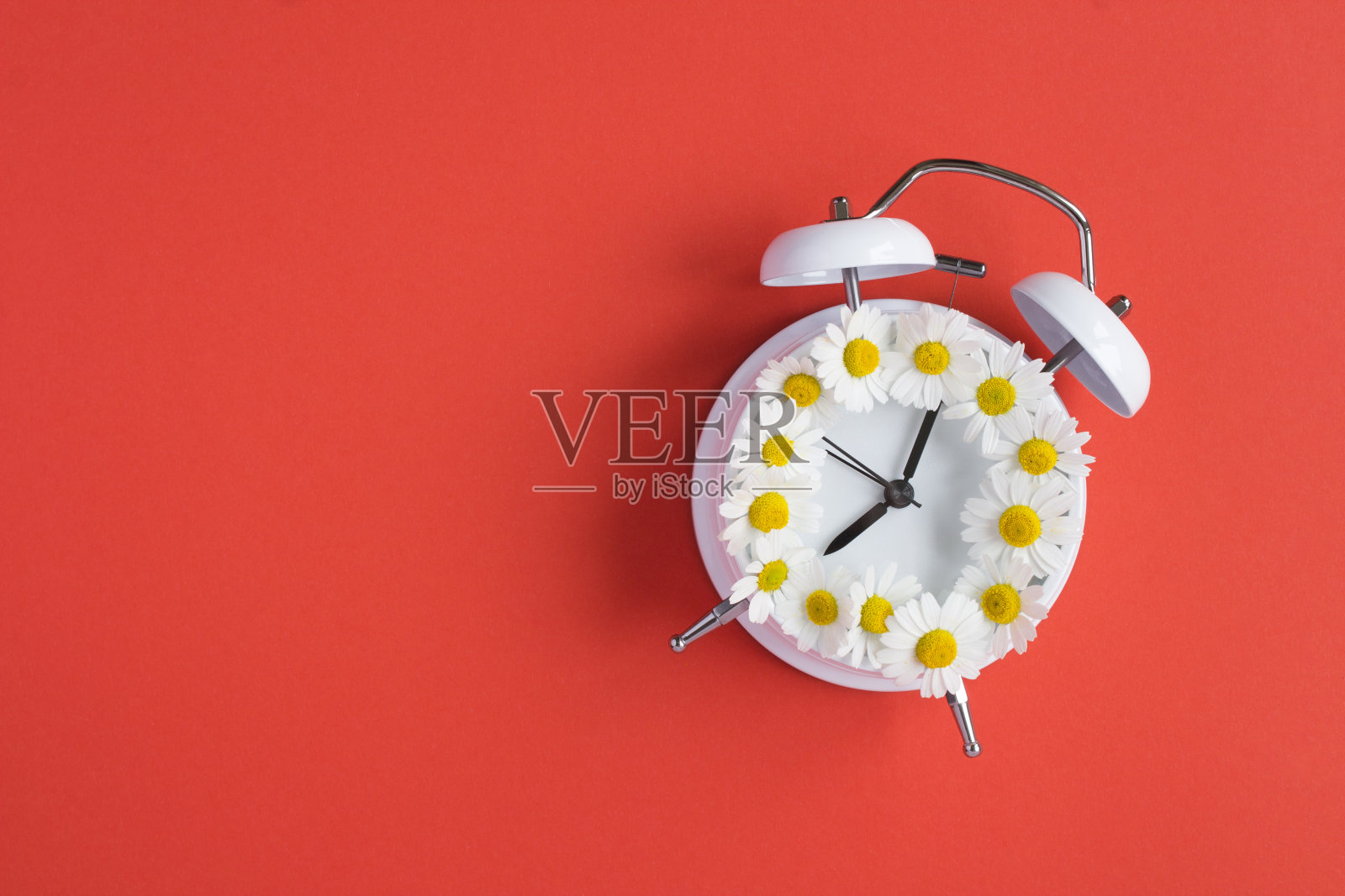 洋甘菊在刻度盘上的白色闹钟在红色的背景上照片摄影图片