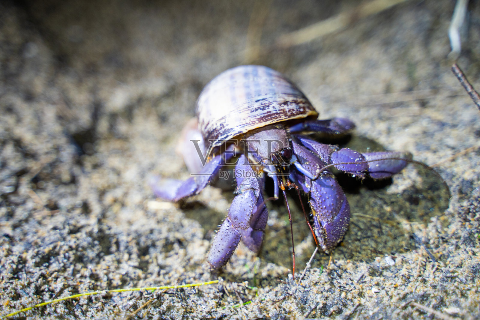近距离看寄居蟹在沙滩上行走照片摄影图片