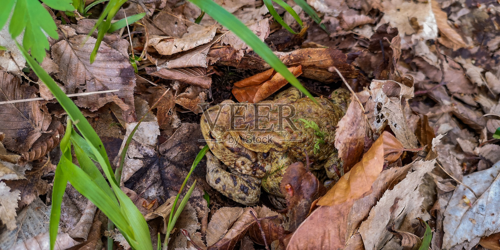 春天，两只青蛙在野外照片摄影图片