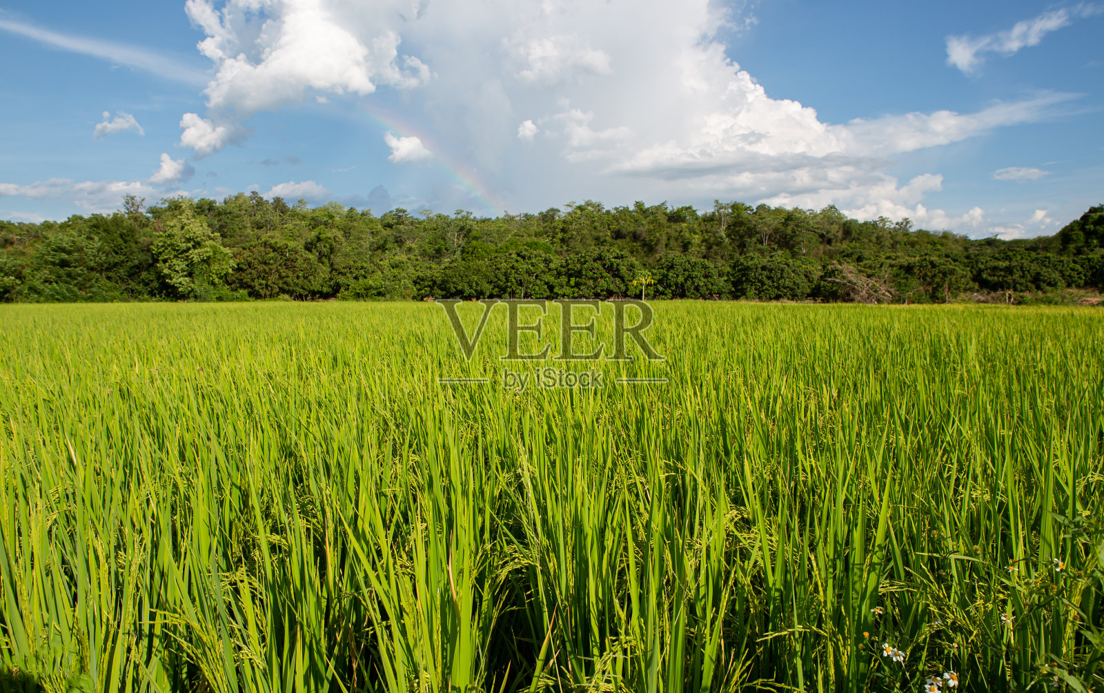 绿色的稻田照片摄影图片