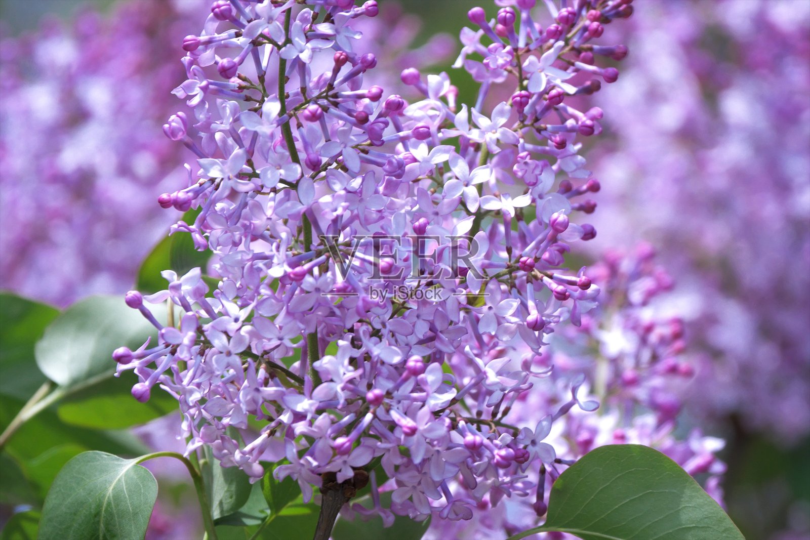 当莱拉花盛开照片摄影图片
