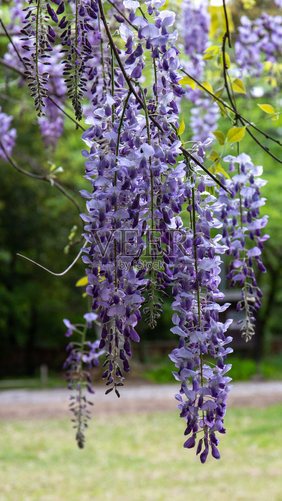 紫藤花照片摄影图片