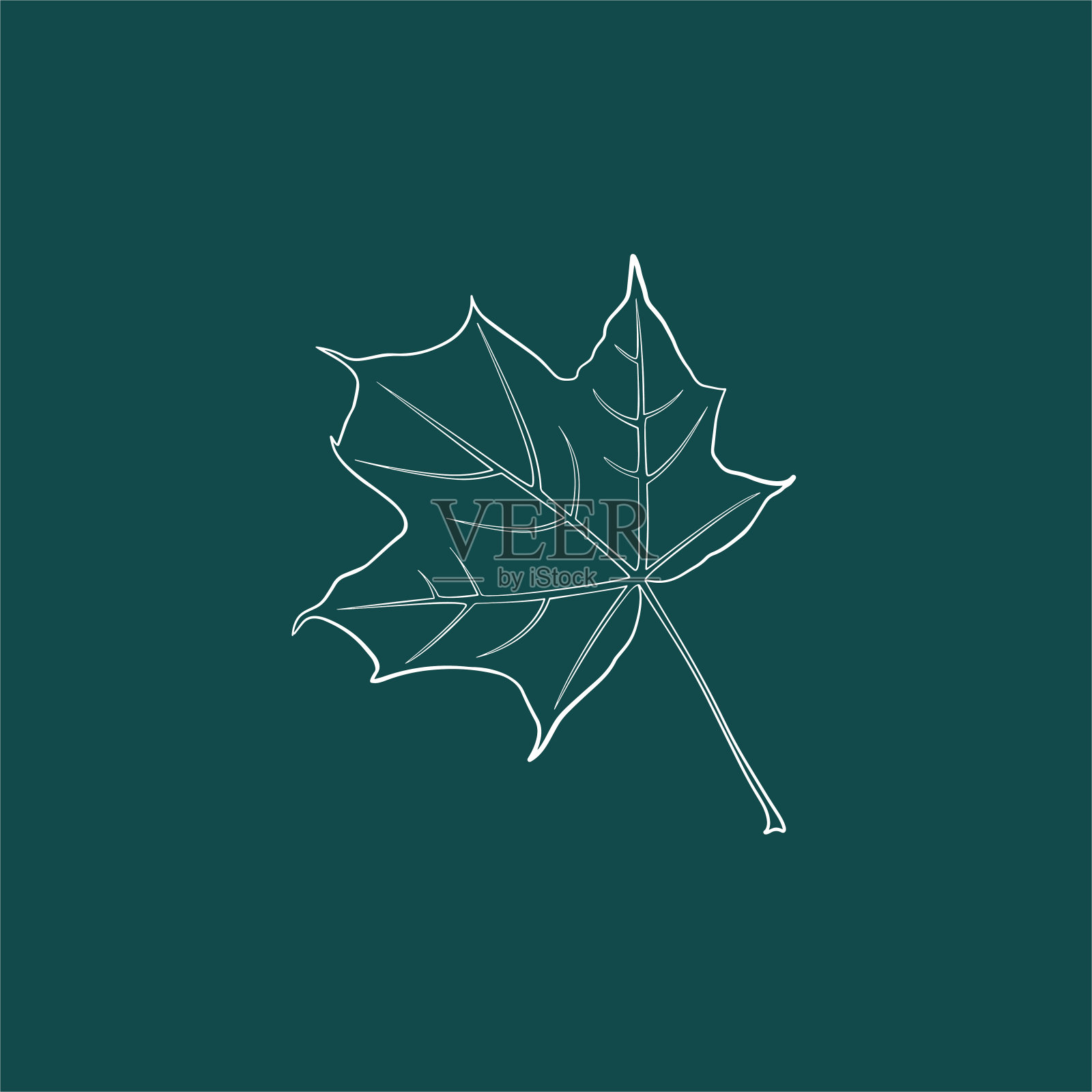 一片优美的枫叶。向量孤立的元素。绿色背景上的白线标志。园林植物。插画图片素材
