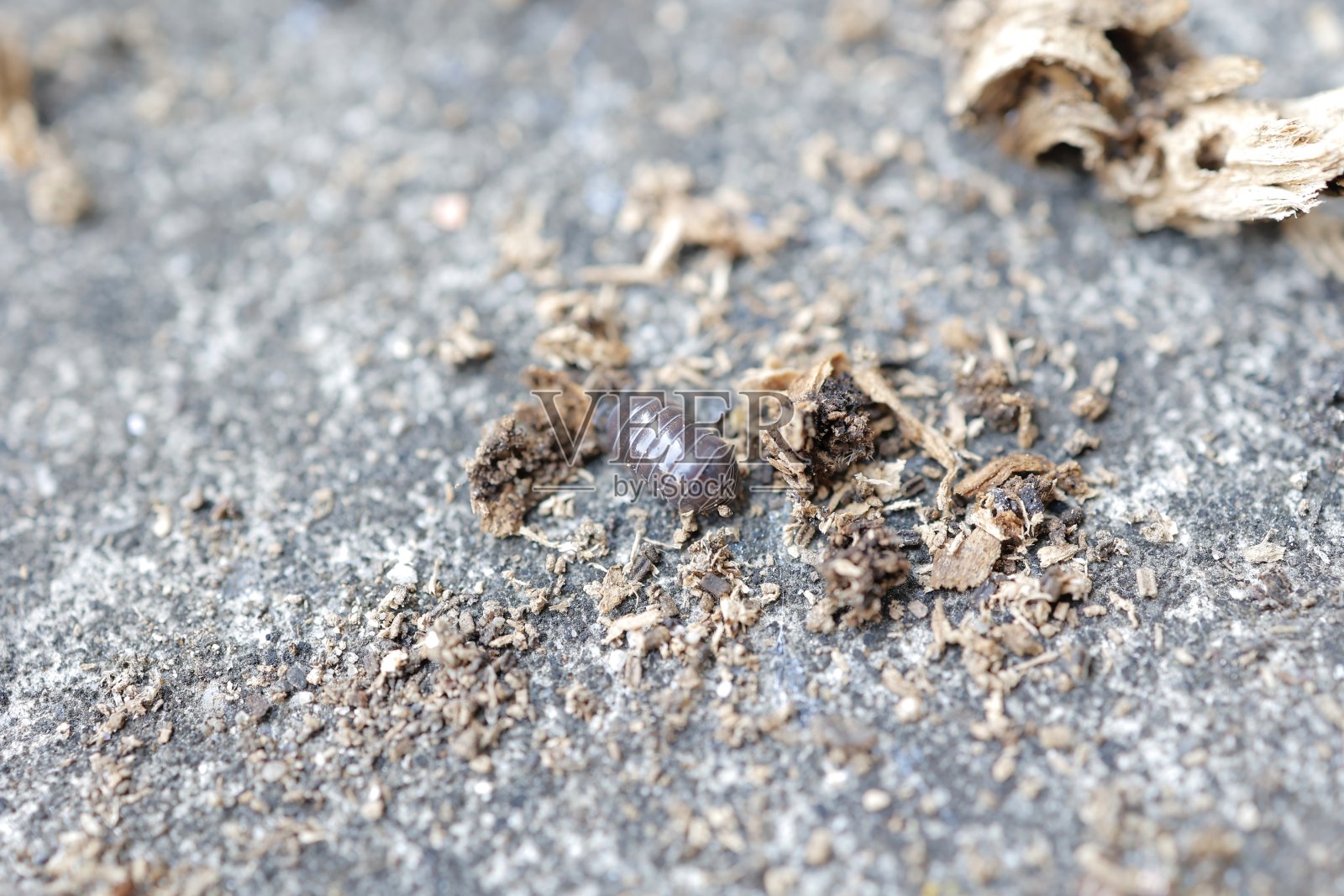 保利照片摄影图片