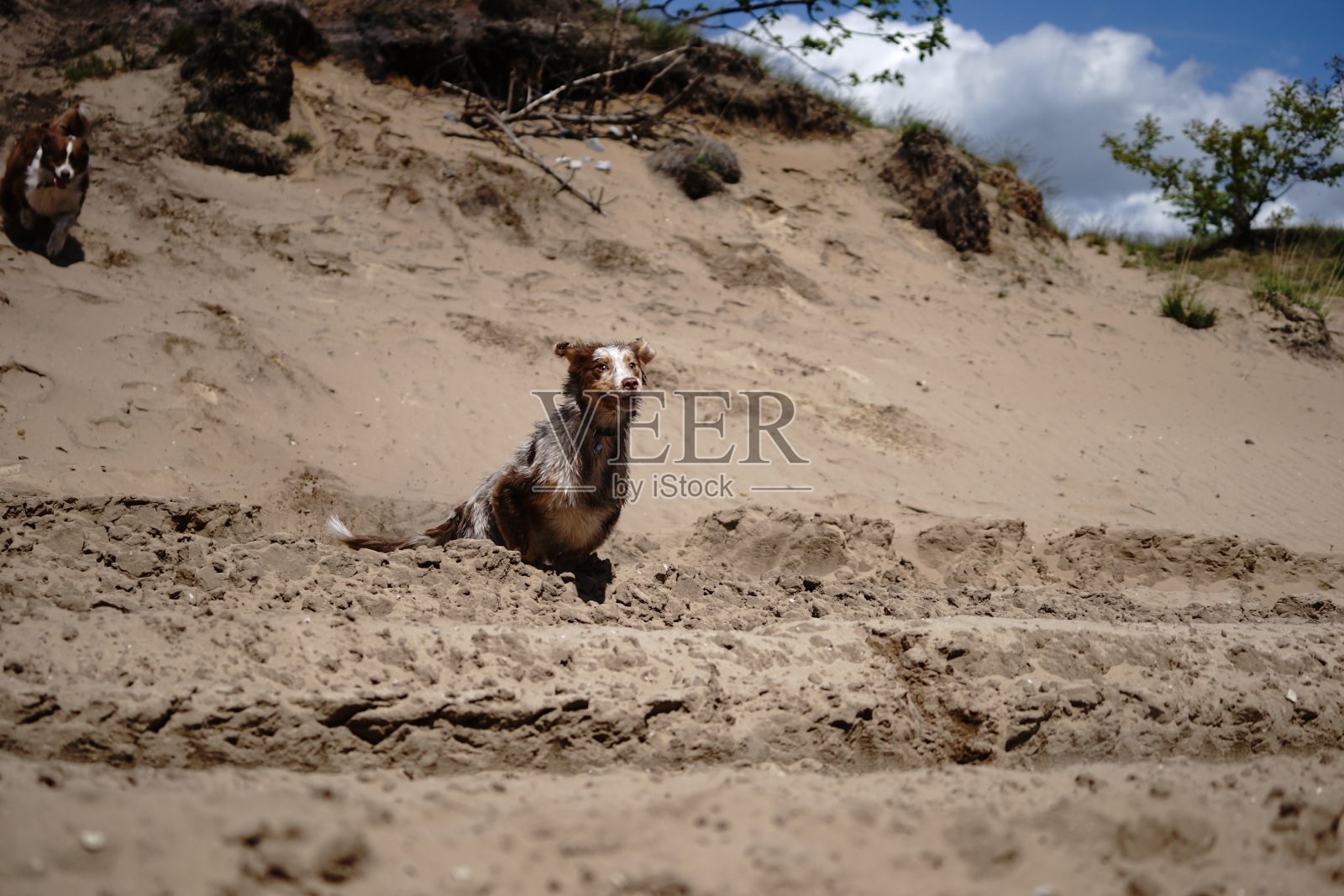 狗走照片摄影图片