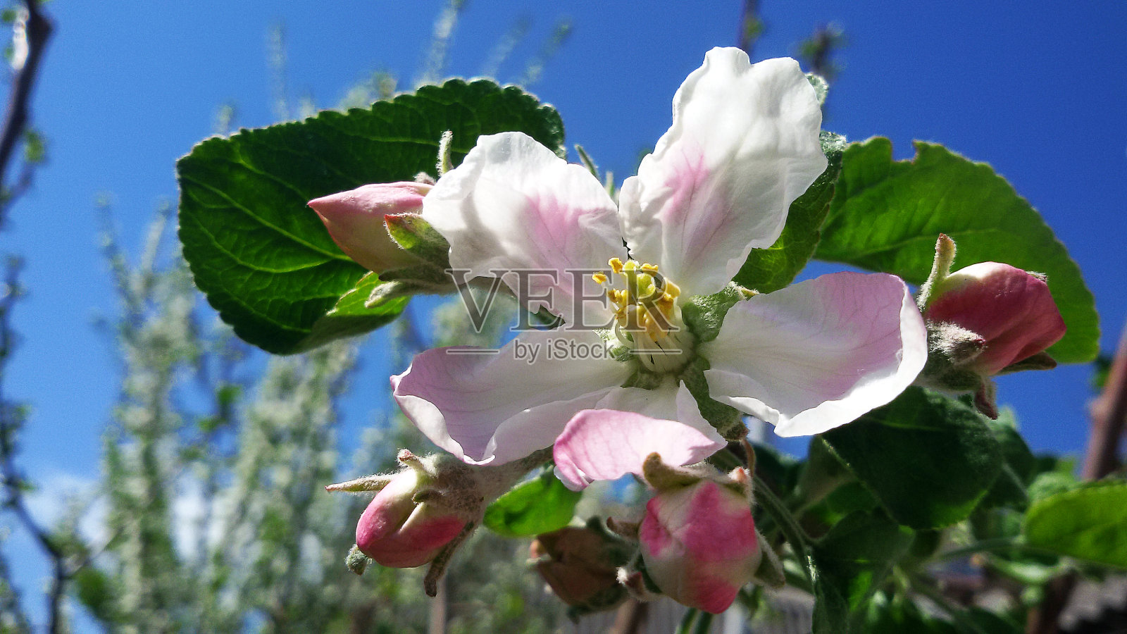 苹果树(苹果)花在蓝天的背景照片摄影图片