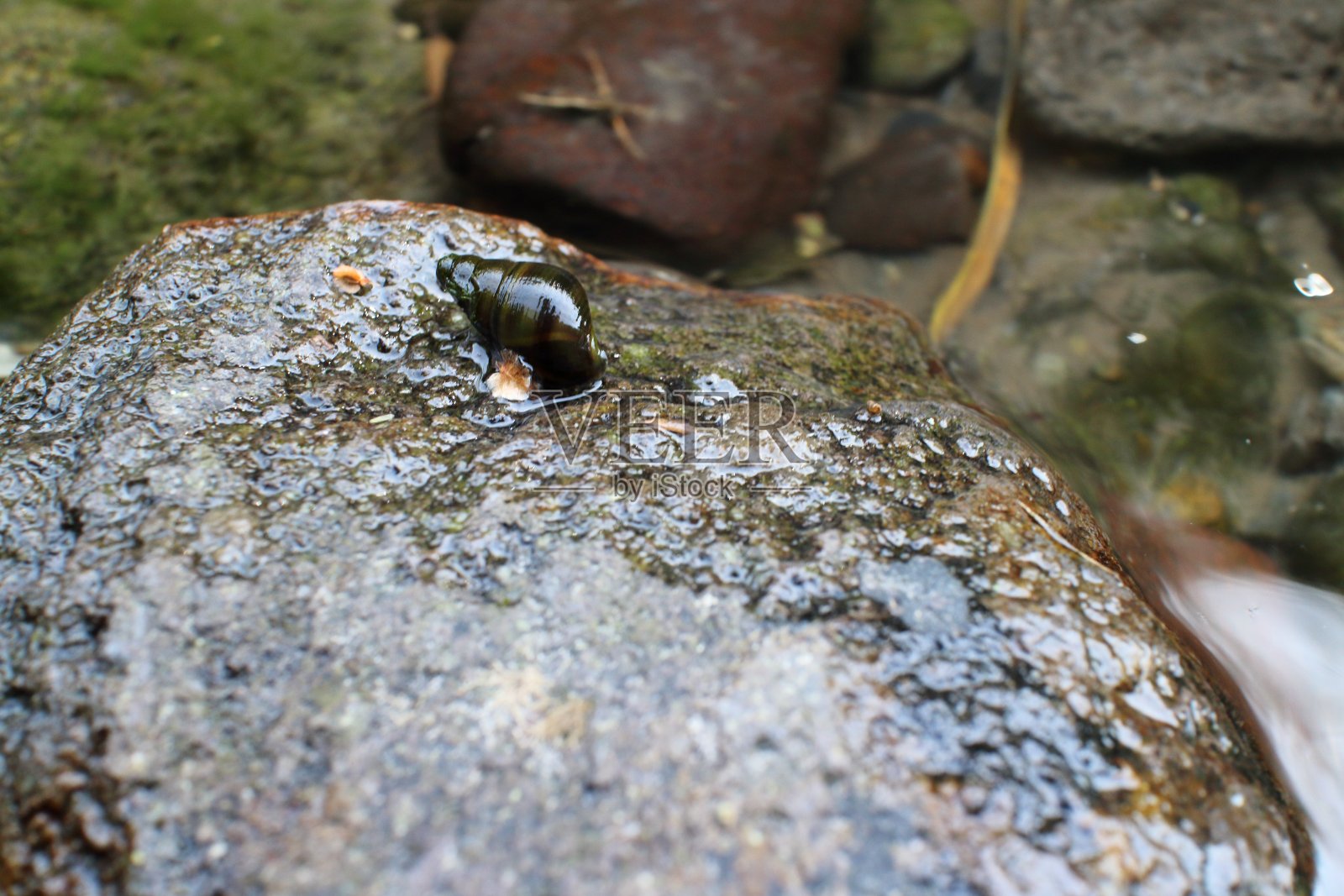 蜗牛趴在河里的石头上照片摄影图片