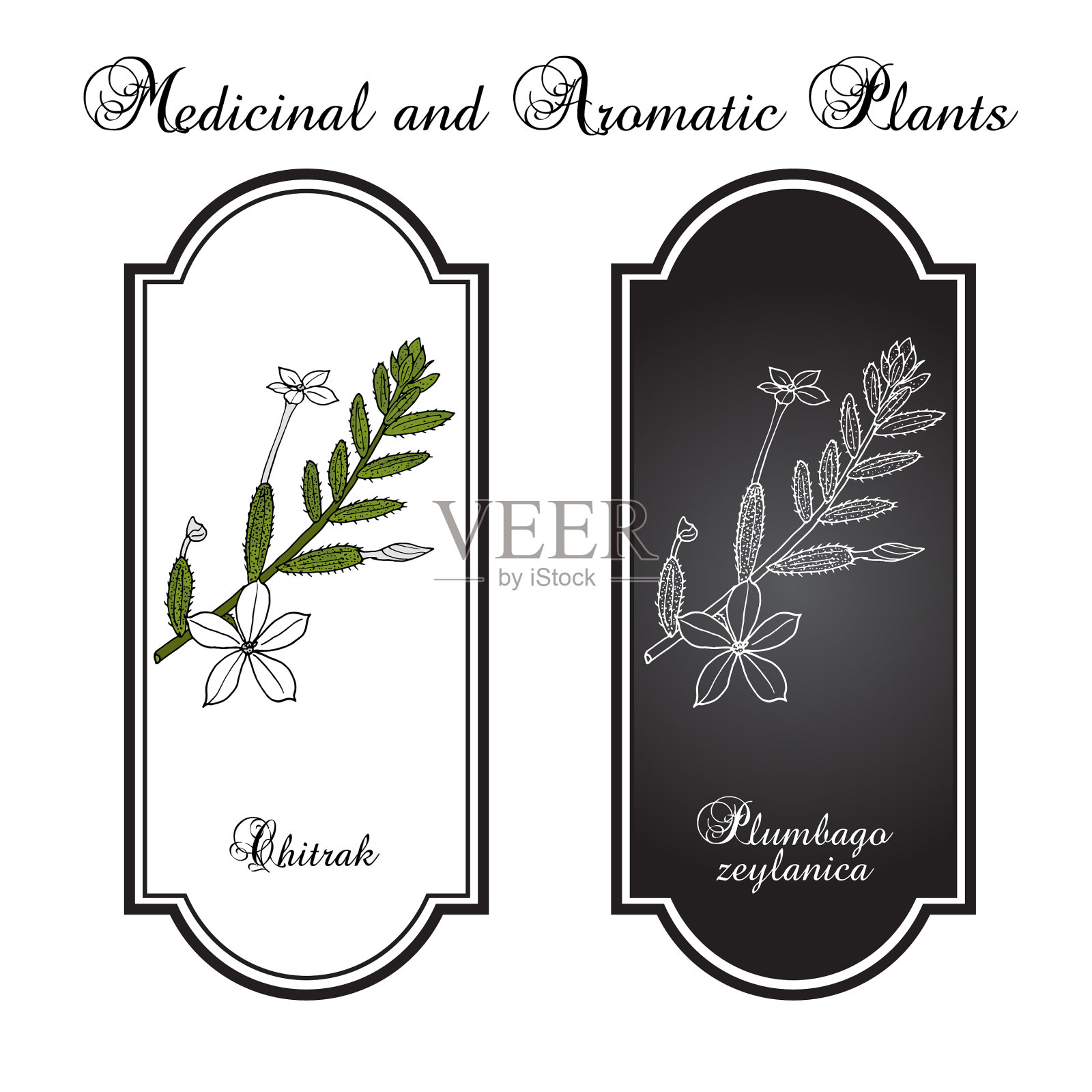 锡兰铅酸苣苔插画图片素材