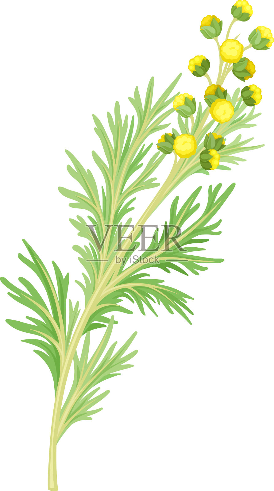 有羽毛的苦艾或楠木植物插画图片素材