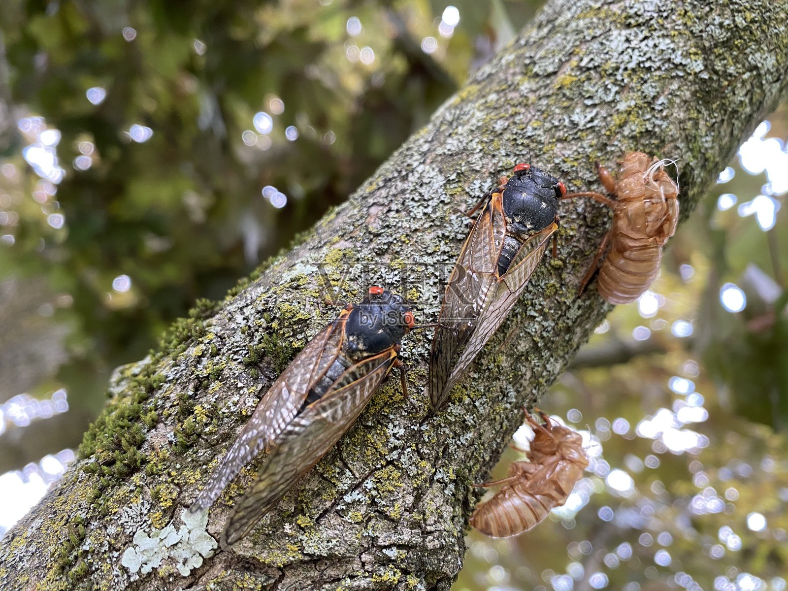 在树枝上孵出X只蝉照片摄影图片
