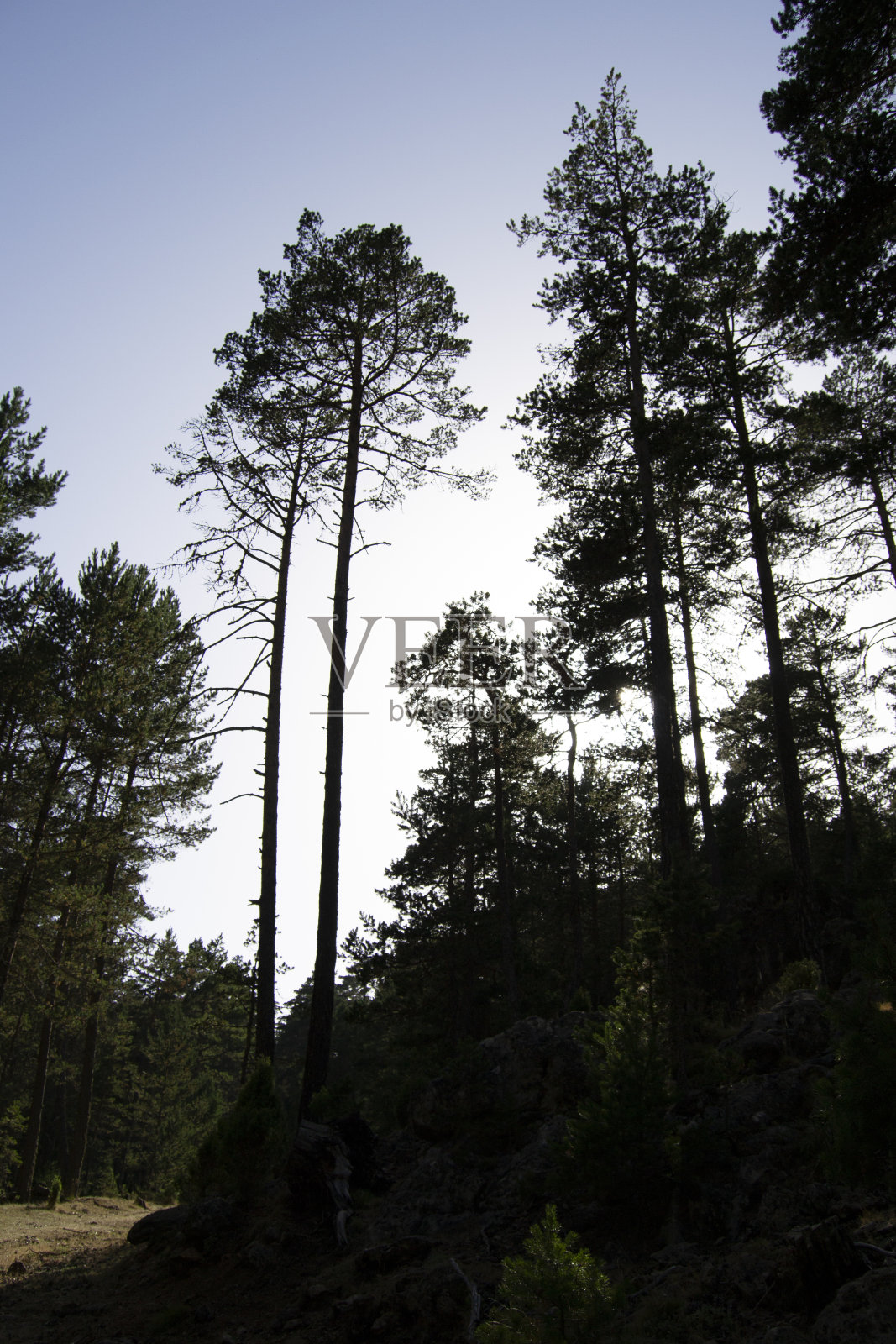 桑树天然切割场地的来源照片摄影图片