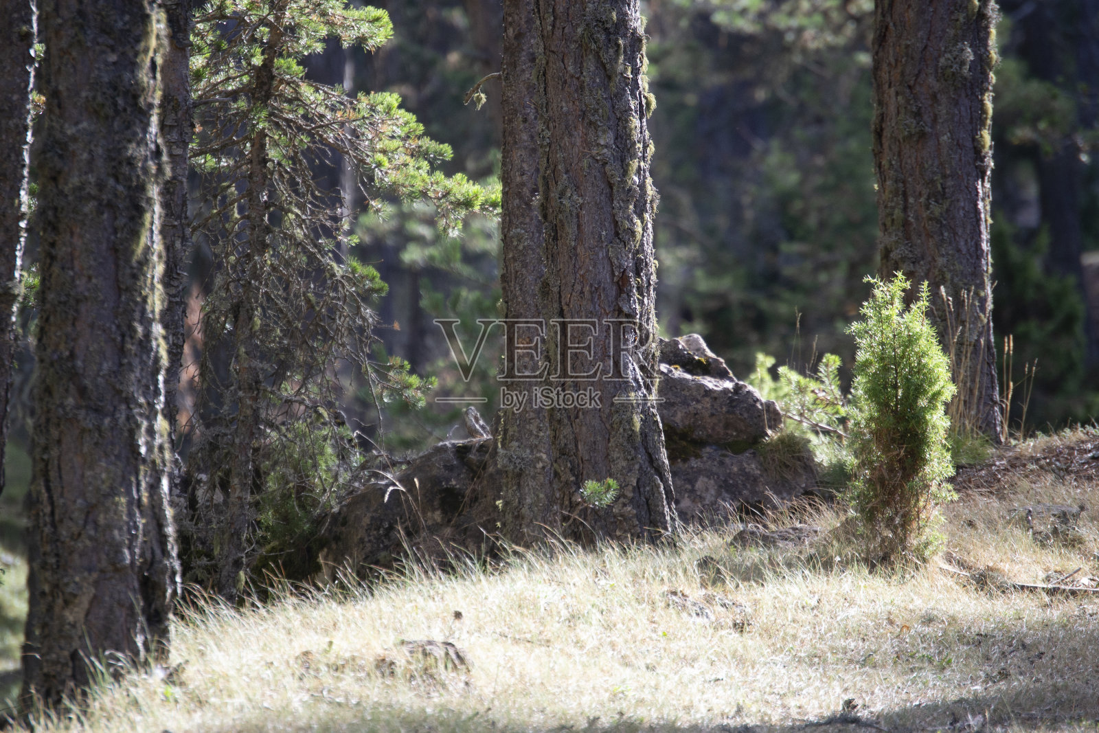 桑树天然切割场地的来源照片摄影图片