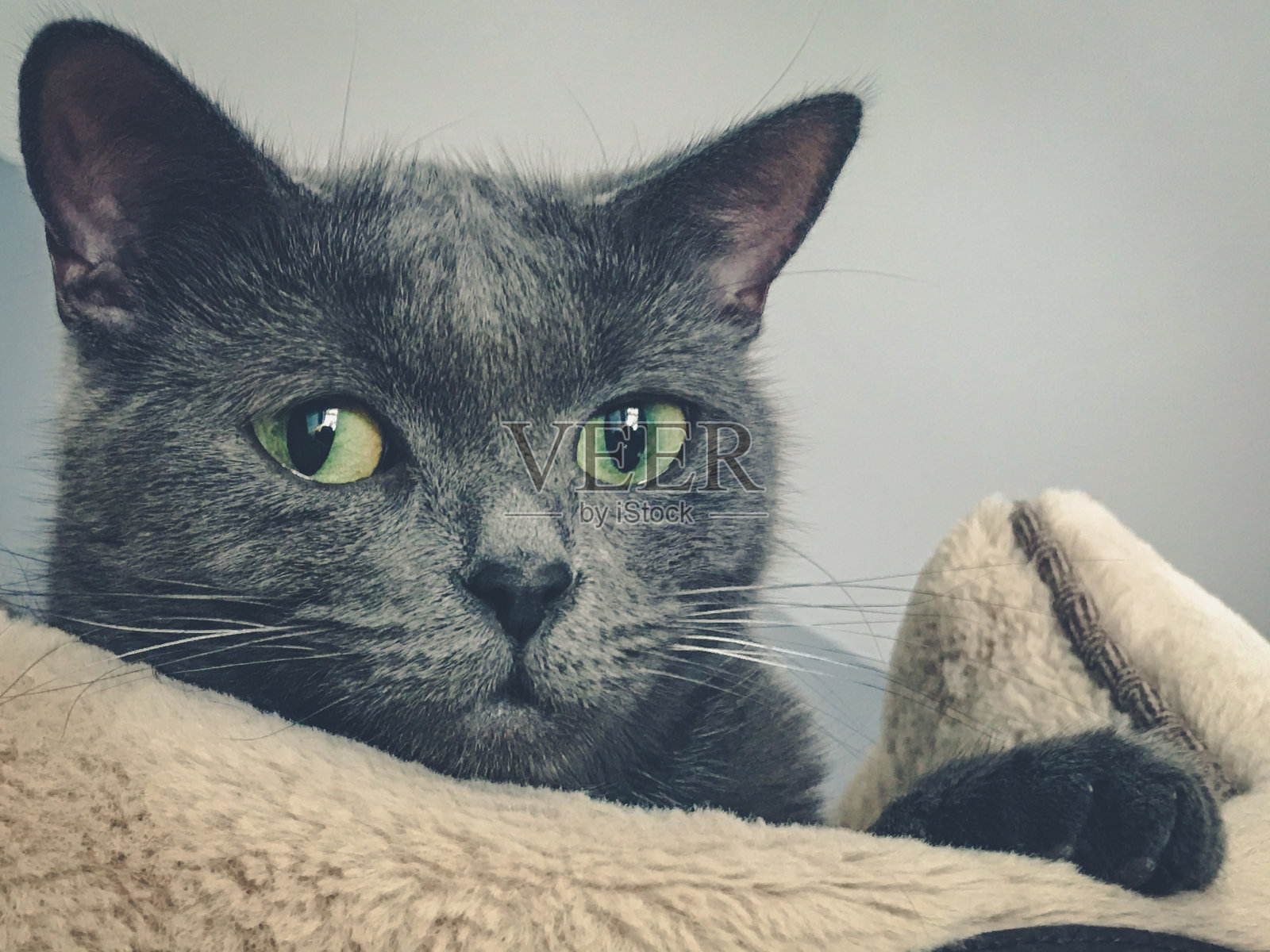 灰色的猫照片摄影图片