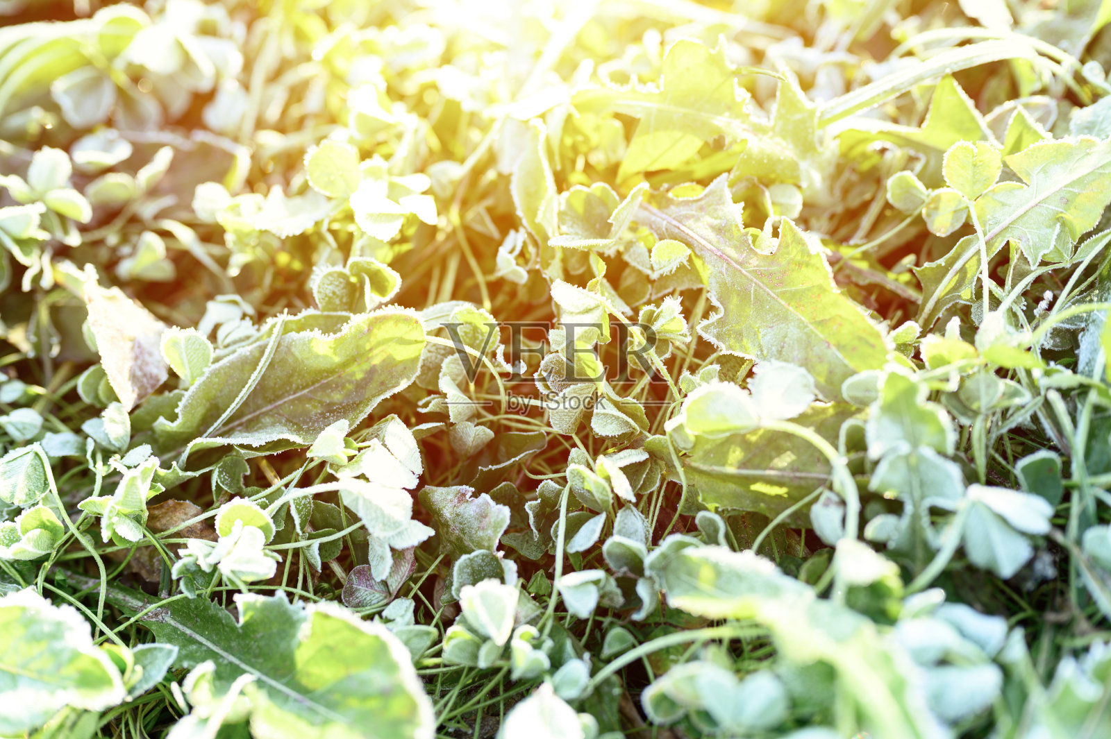 花园里的绿草有晨霜和阳光，日出时草地上的冻草有霜。纹理图案的自然背景。耀斑照片摄影图片