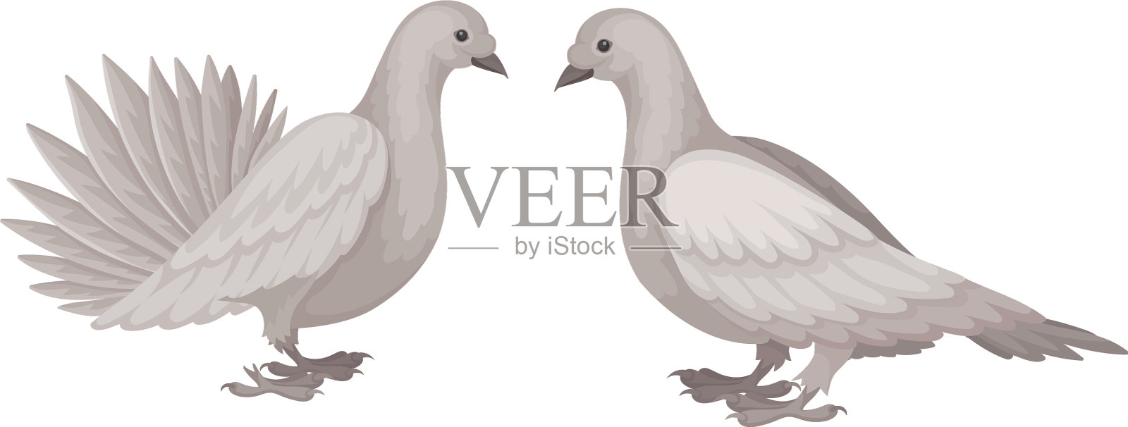 白色家鸽或有羽毛的鸽子插画图片素材