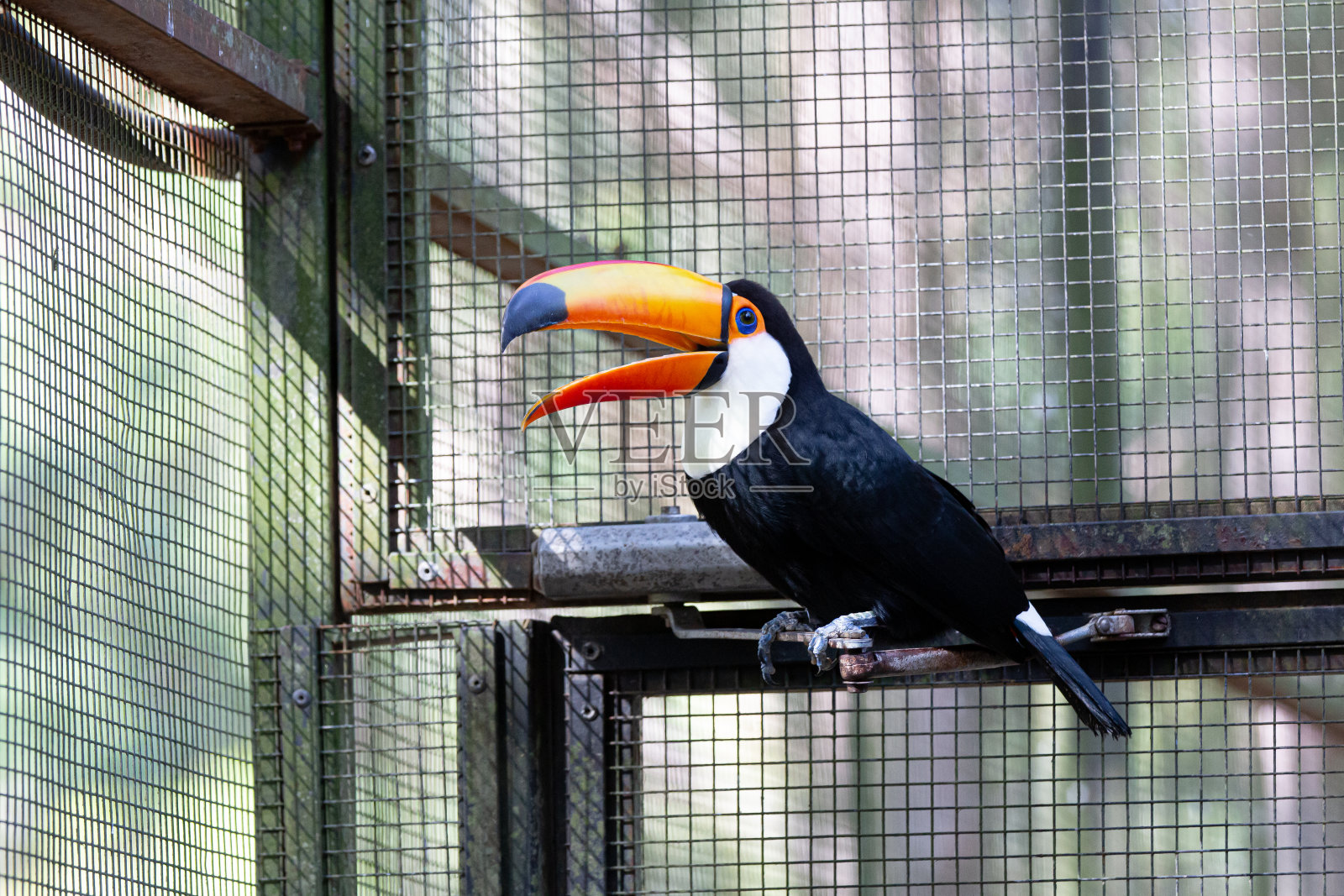 美丽多彩的巨嘴鸟在树上。照片摄影图片