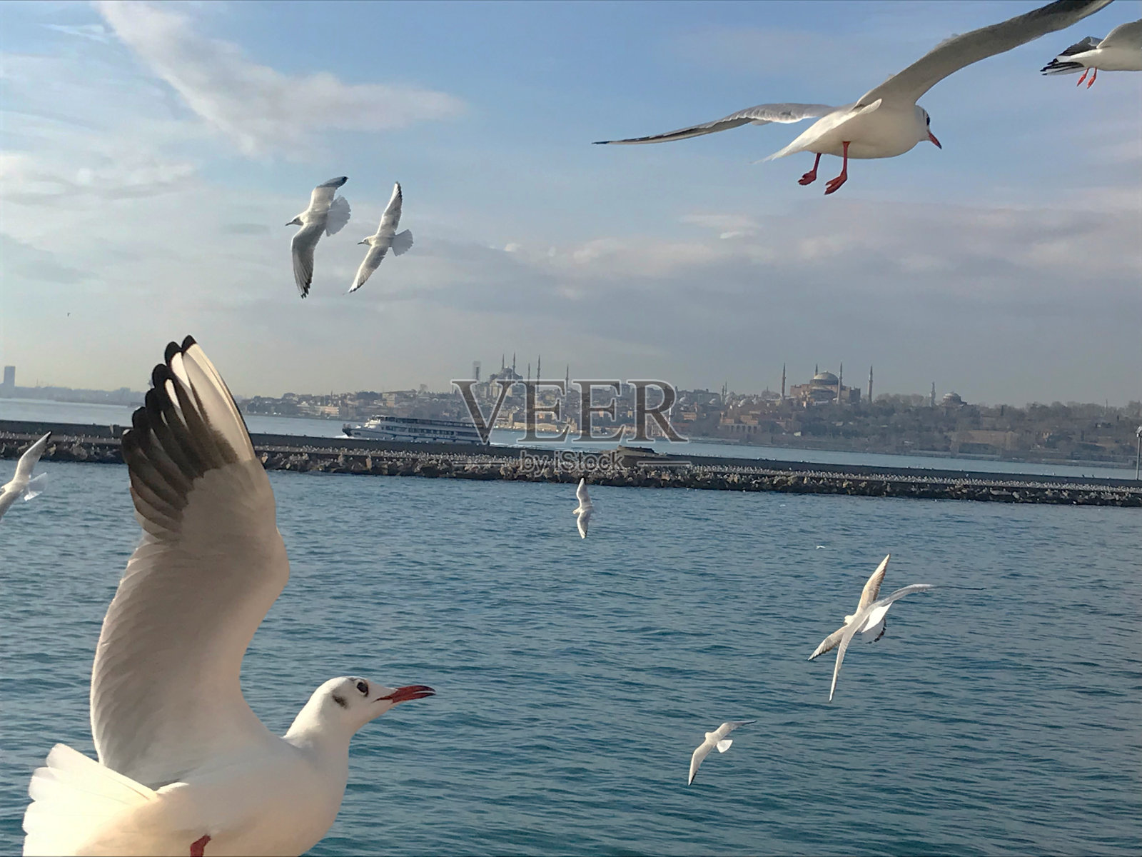 海鸥在伊斯坦布尔的博斯普鲁斯海峡上空飞行照片摄影图片