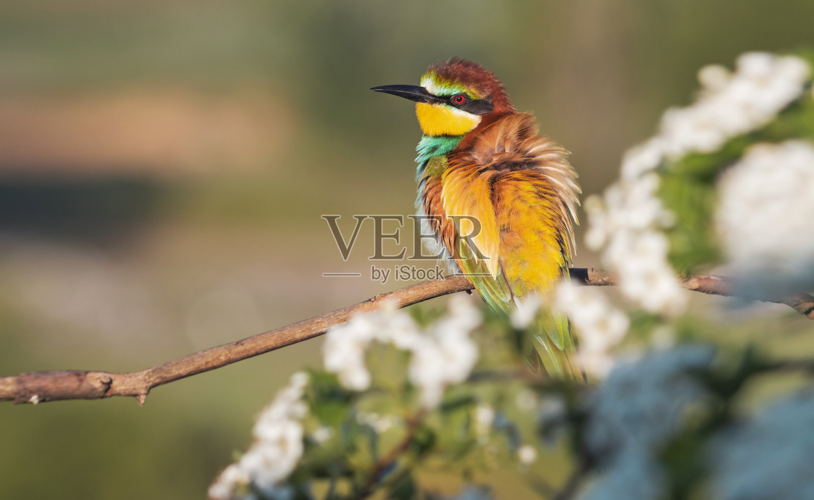 美丽的道路蜿蜒穿过绿色的田野照片摄影图片