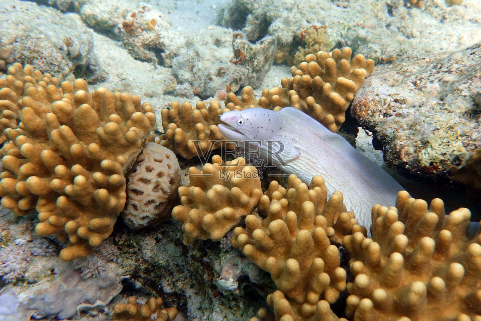 灰色海鳝(Gymnothorax griseus)，红海照片摄影图片