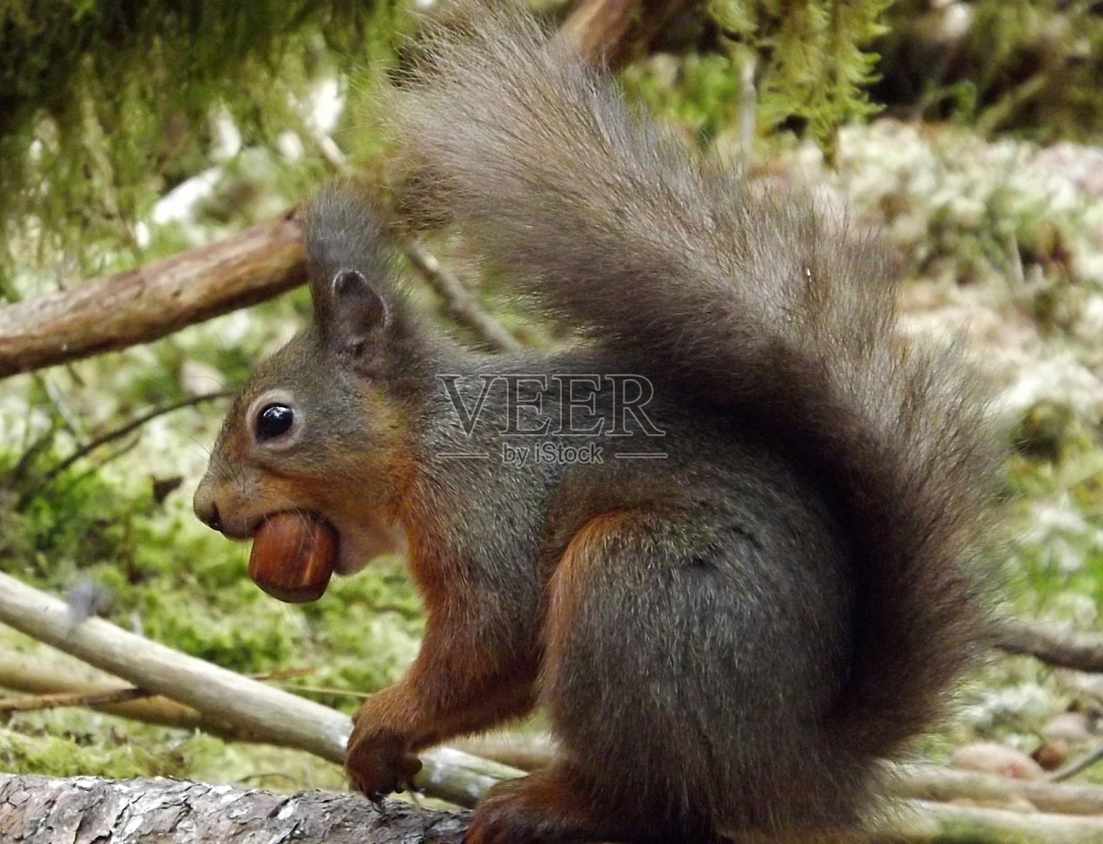 红松鼠照片摄影图片