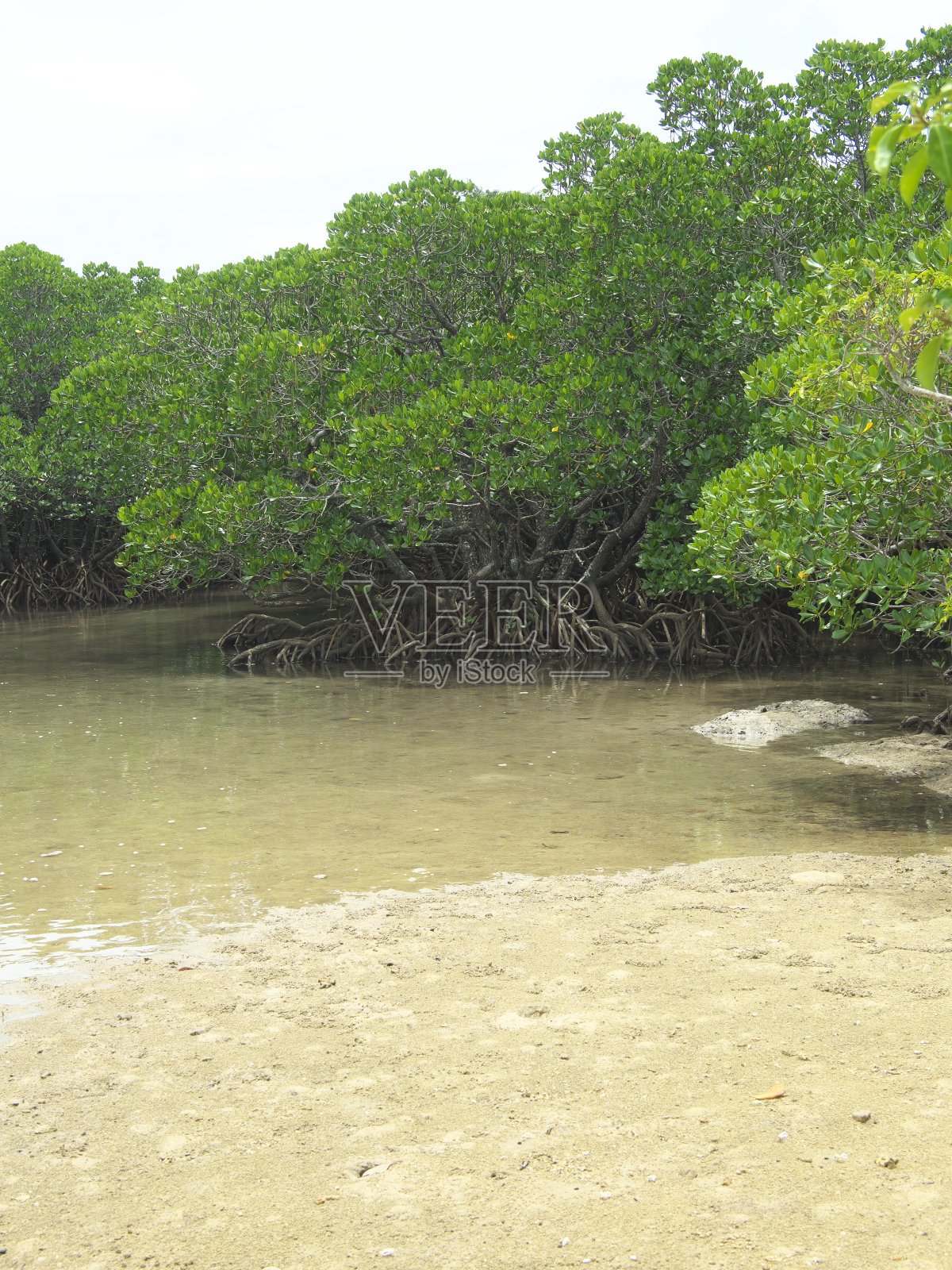 日本冲绳县石垣岛深藤河沿岸的红树林照片摄影图片