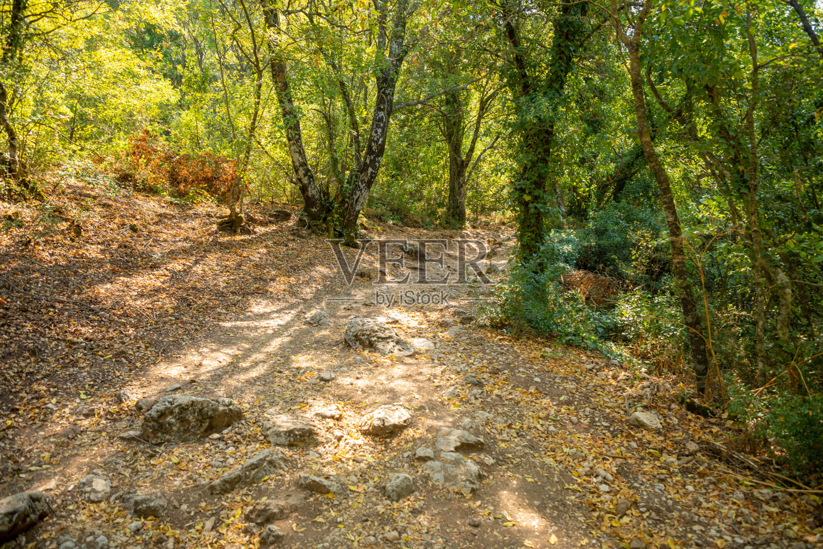 土耳其安塔利亚附近没有游客的Termessos古城废墟和树木之间的小径照片摄影图片