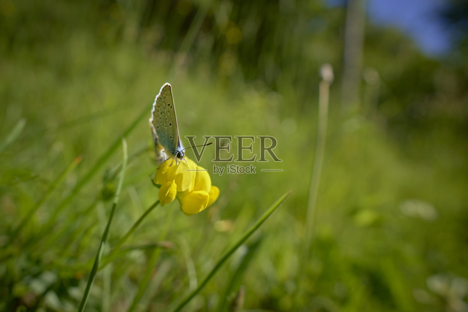 蝴蝶在一朵花上摆好姿势照片摄影图片