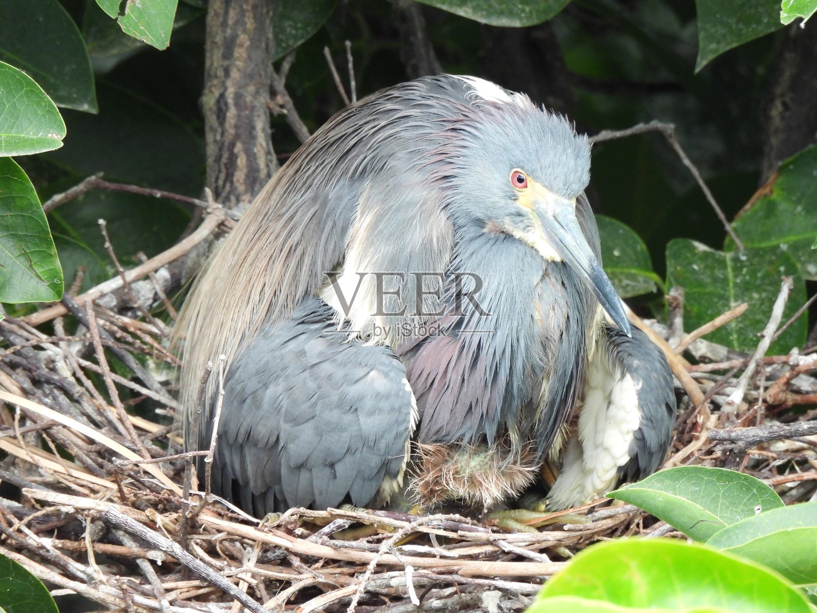 在巢中休息的三色鹭(白鹭)照片摄影图片
