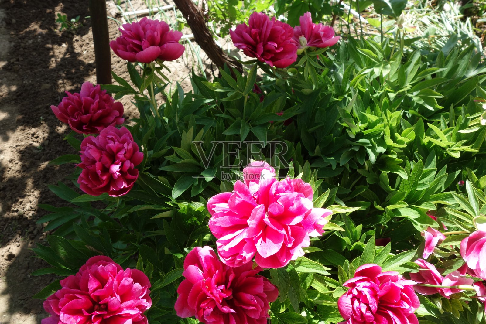 春天的牡丹照片摄影图片