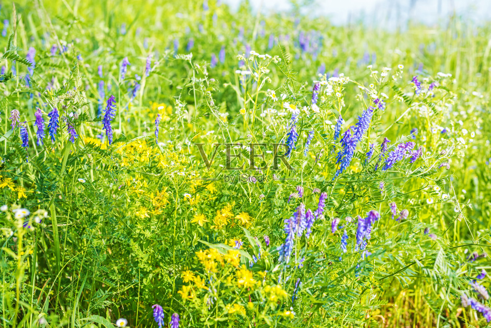 芳香的野花和绿色的草生长在新鲜的草地上照片摄影图片