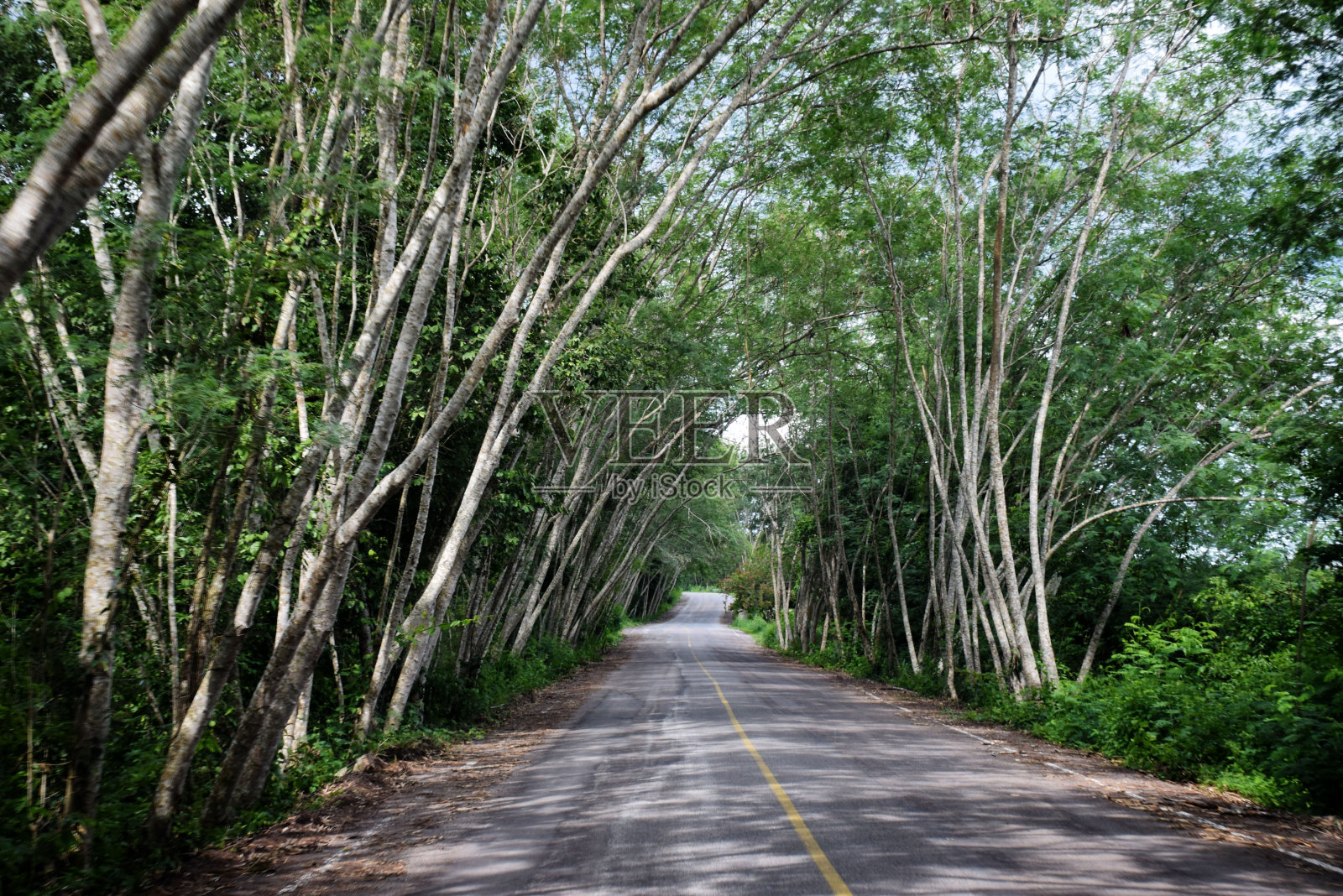 美丽的一条长长的路在夏天的一天与树木照片摄影图片