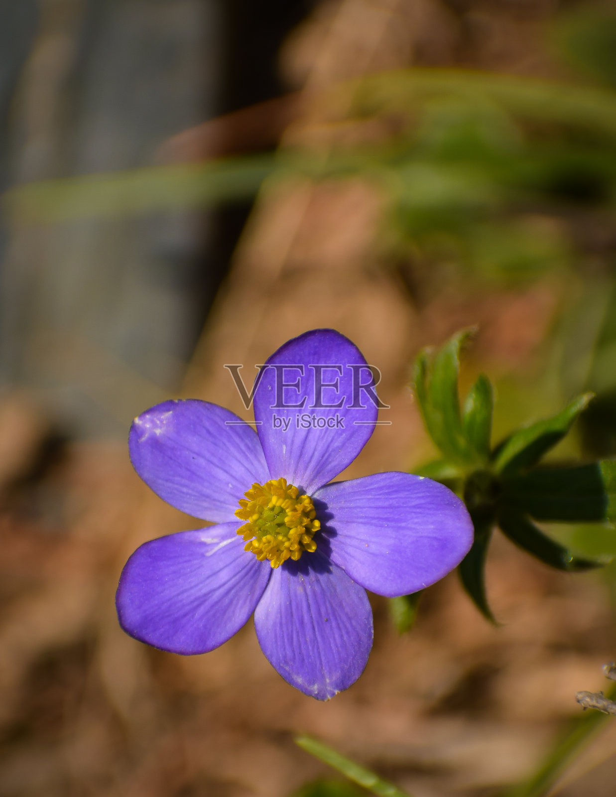 画上美丽的紫花照片摄影图片