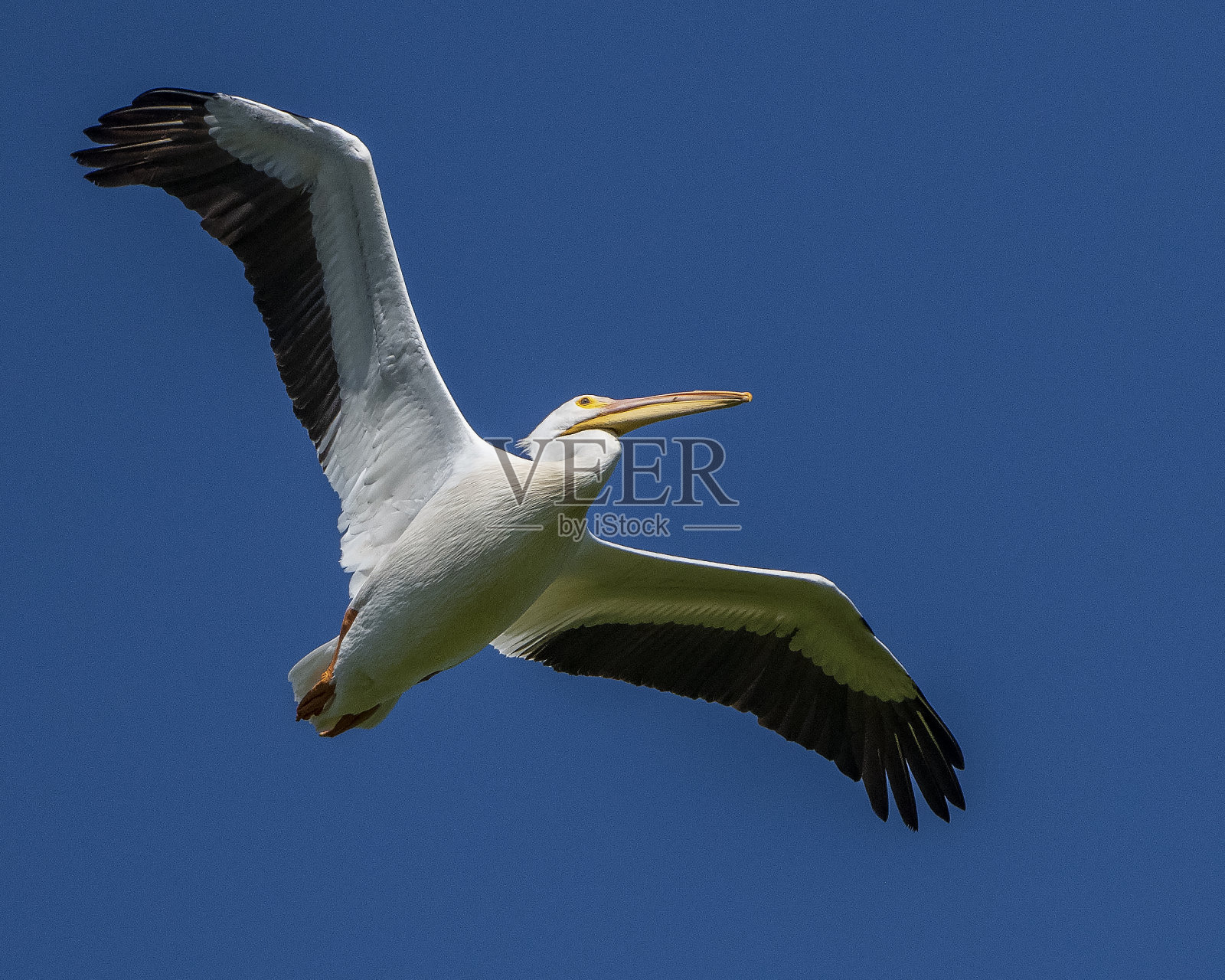 飞行中的白鹈鹕照片摄影图片