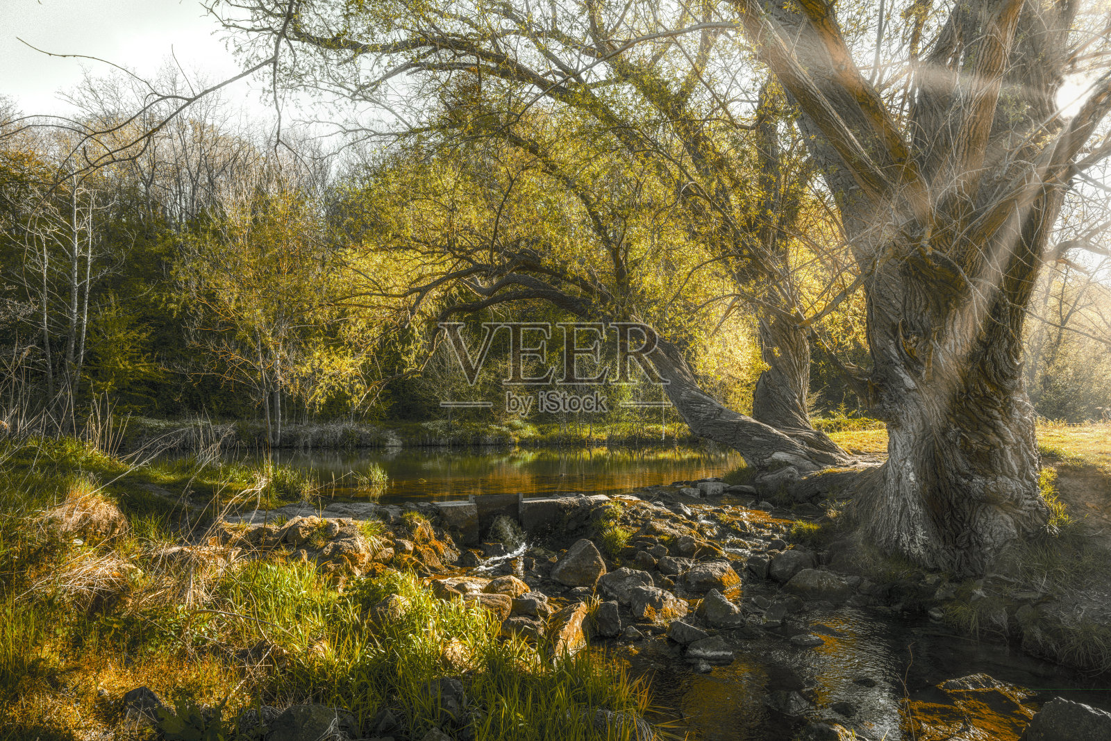 森林中的一个小湖上的田园诗般的日落照片摄影图片
