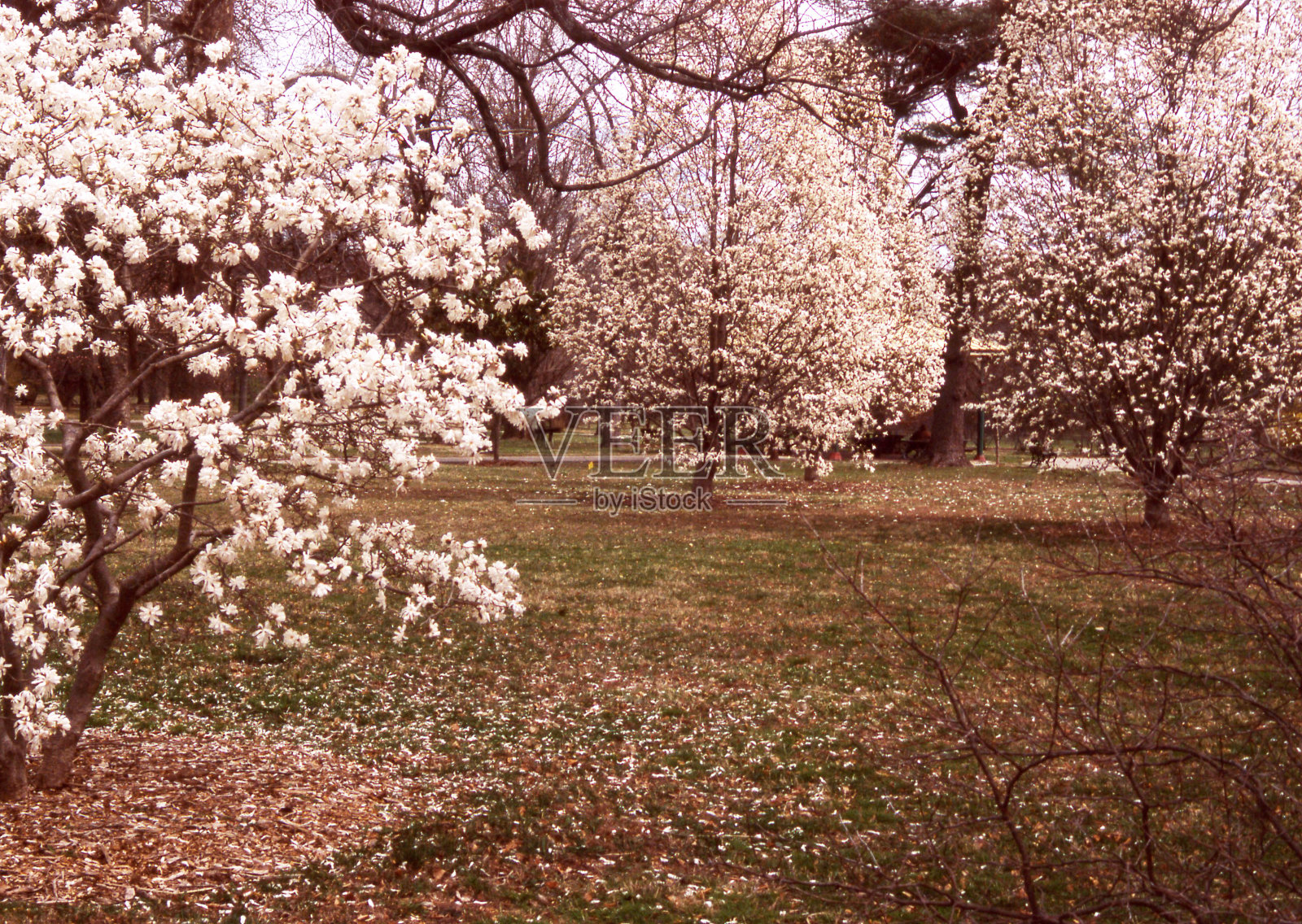 树木盛开照片摄影图片