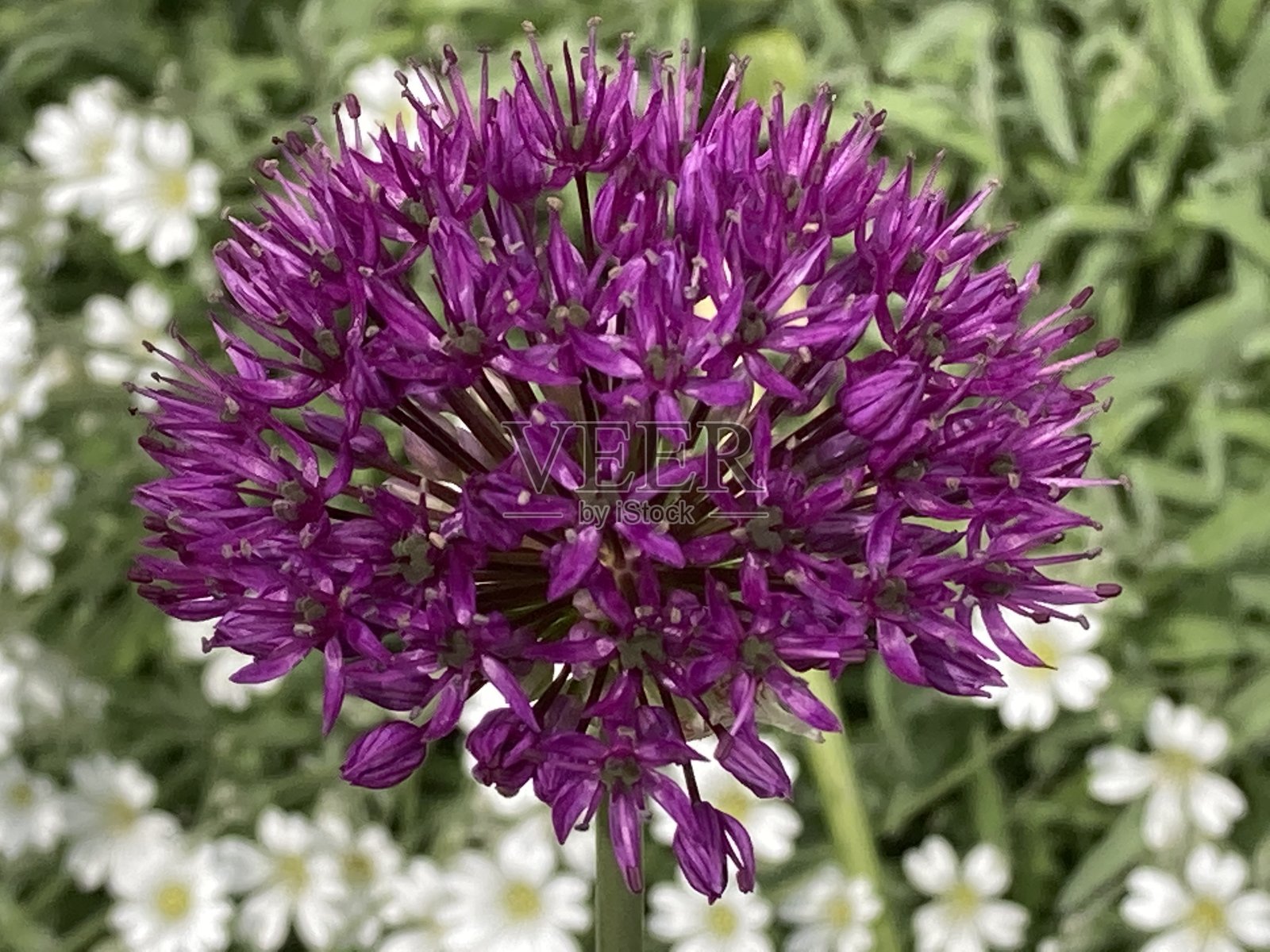 蜂香，蜂香，佛手柑，蒙纳达，特写照片摄影图片