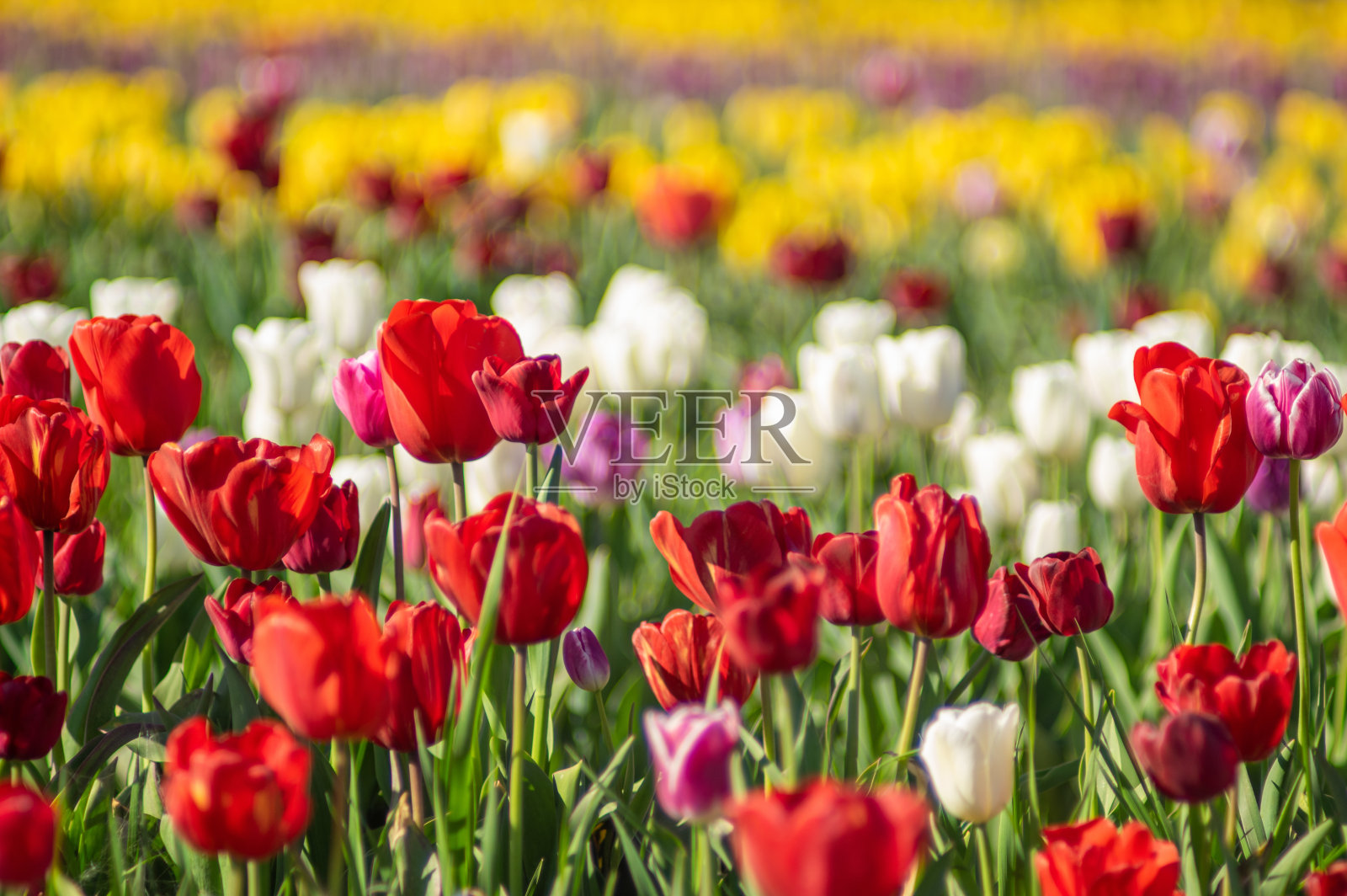 令人惊叹的郁金香盛开在郁金香地里照片摄影图片